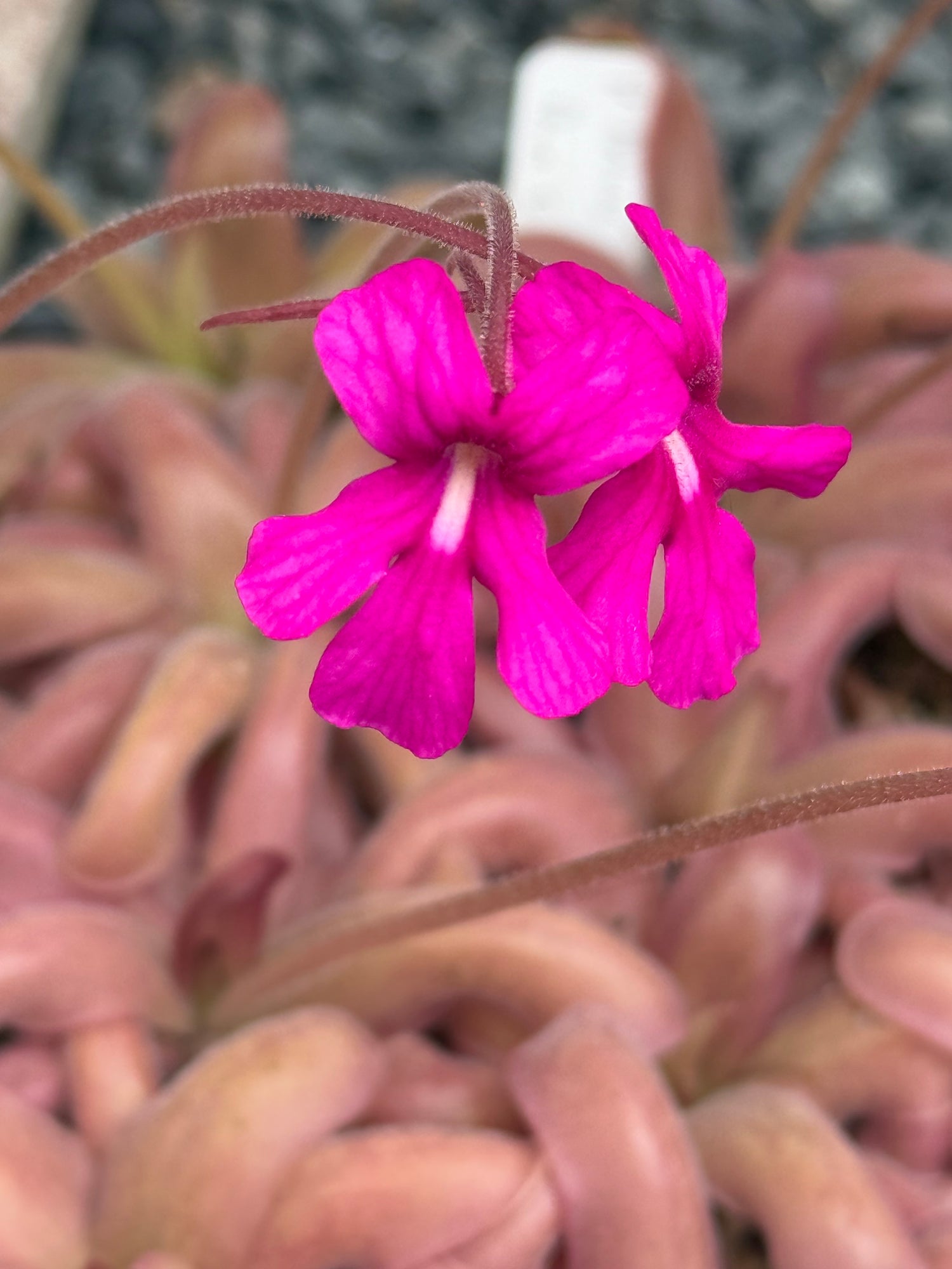 Pinguicula x “Antares” BARE ROOT