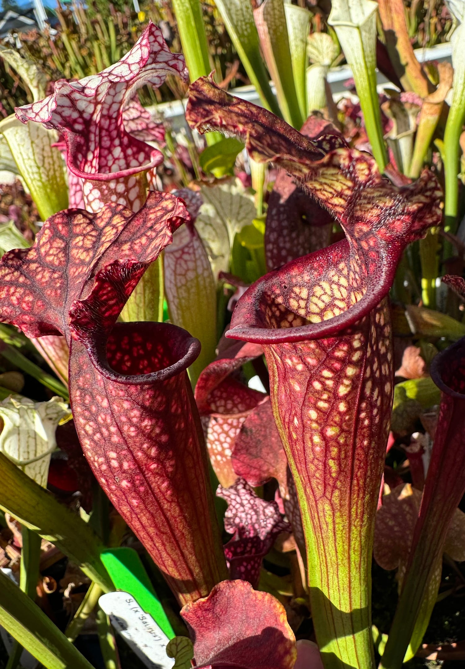 Sarracenia ( x ‘Saurus’ ) x leucophylla ‘Calen’s Super’ Potted