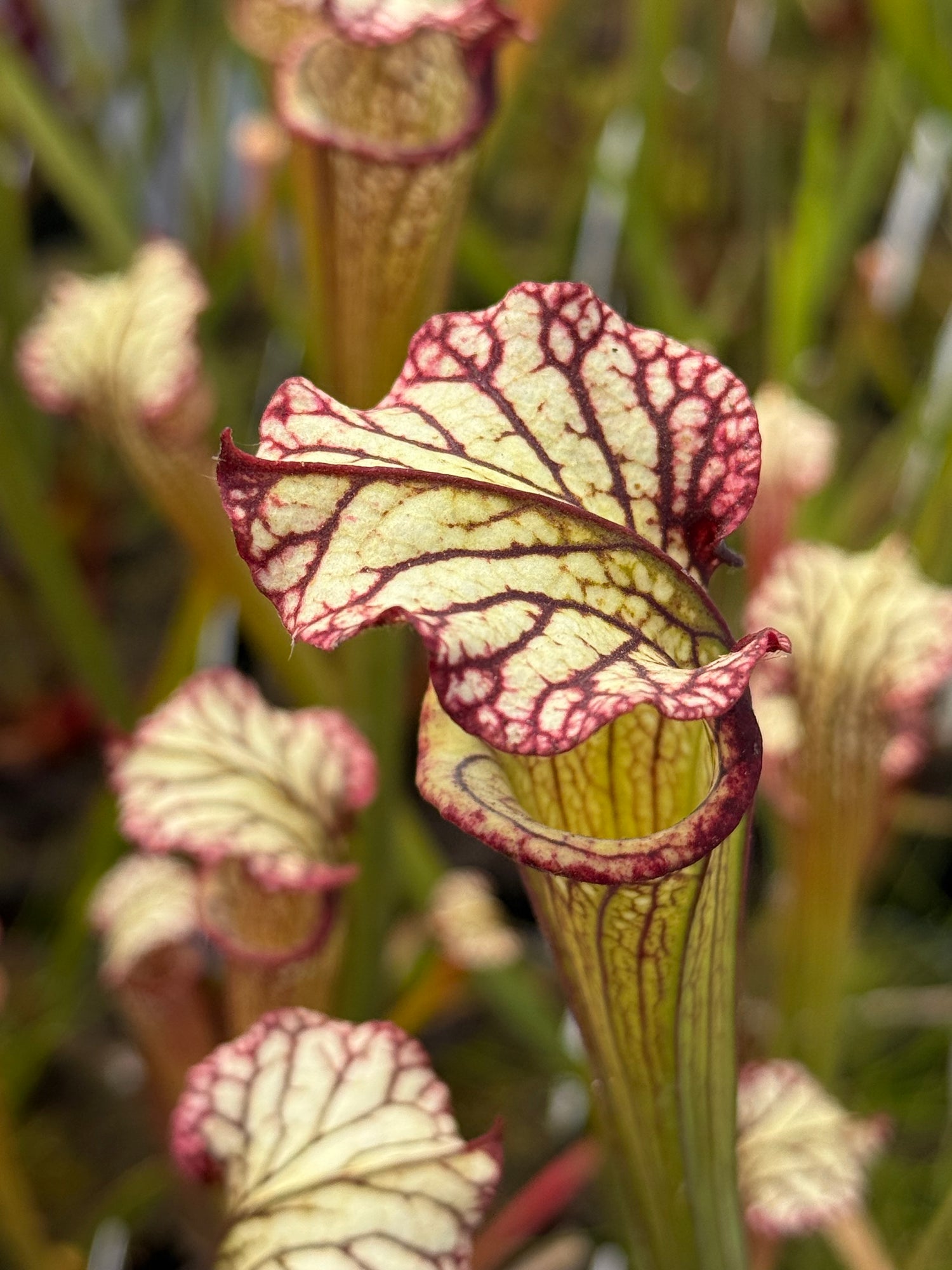 Sarracenia x ‘Lynda Butt’ Potted