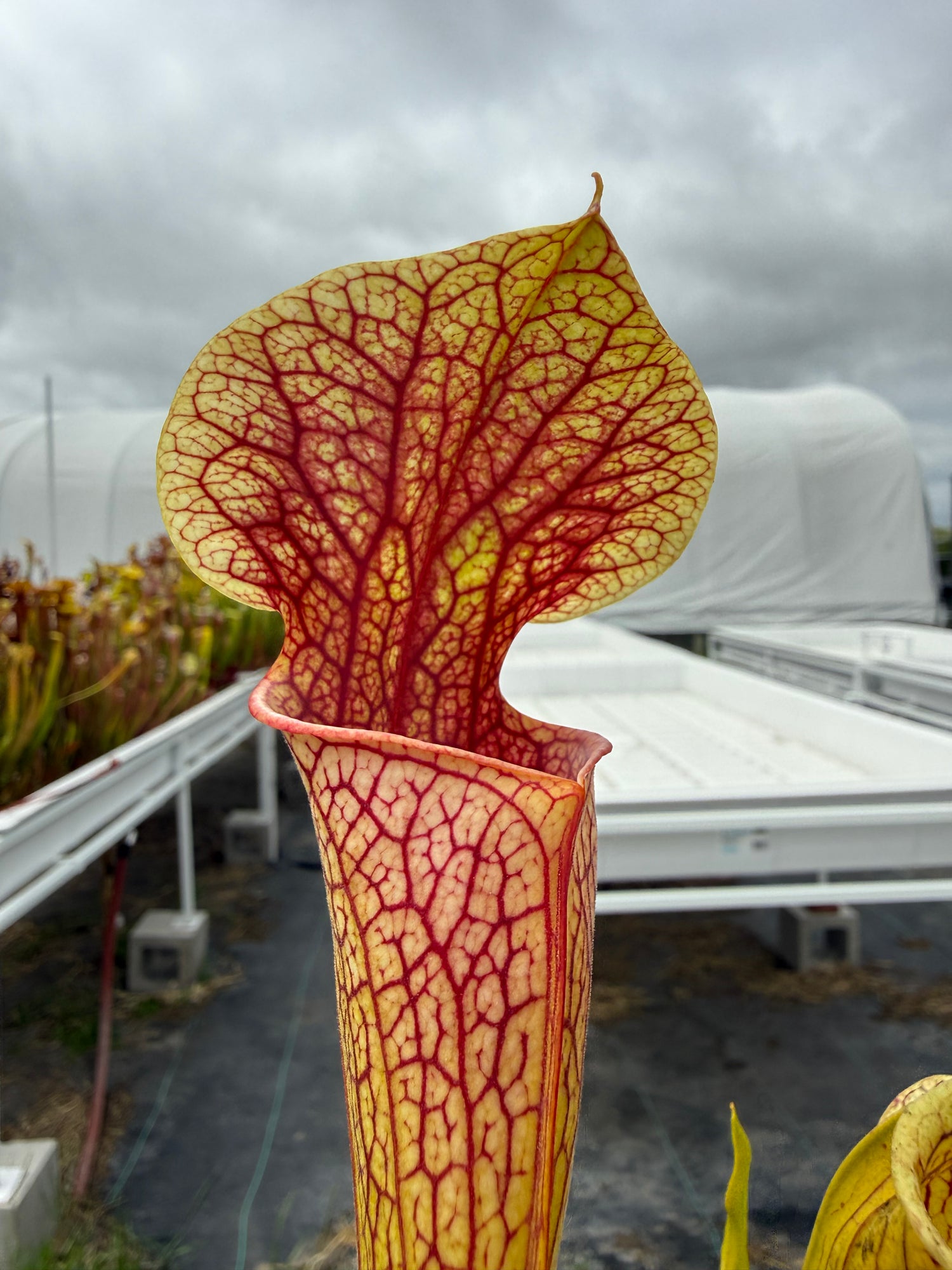 Sarracenia oreophila “Sand Mtn” x ( x ‘Adrian Slack’ ) RC Potted
