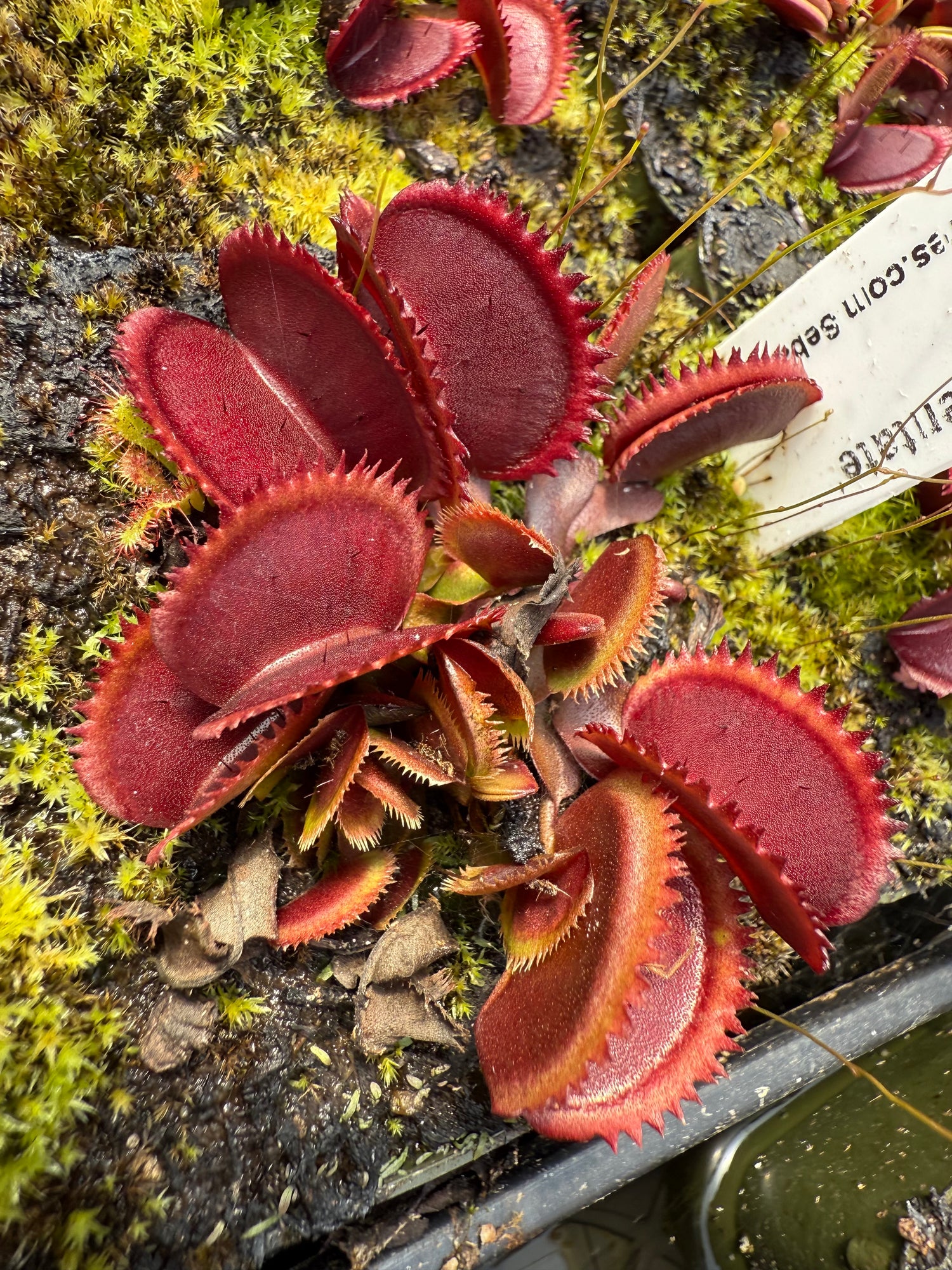 Dionaea m. ‘Pablo’s Red Dentate' Potted