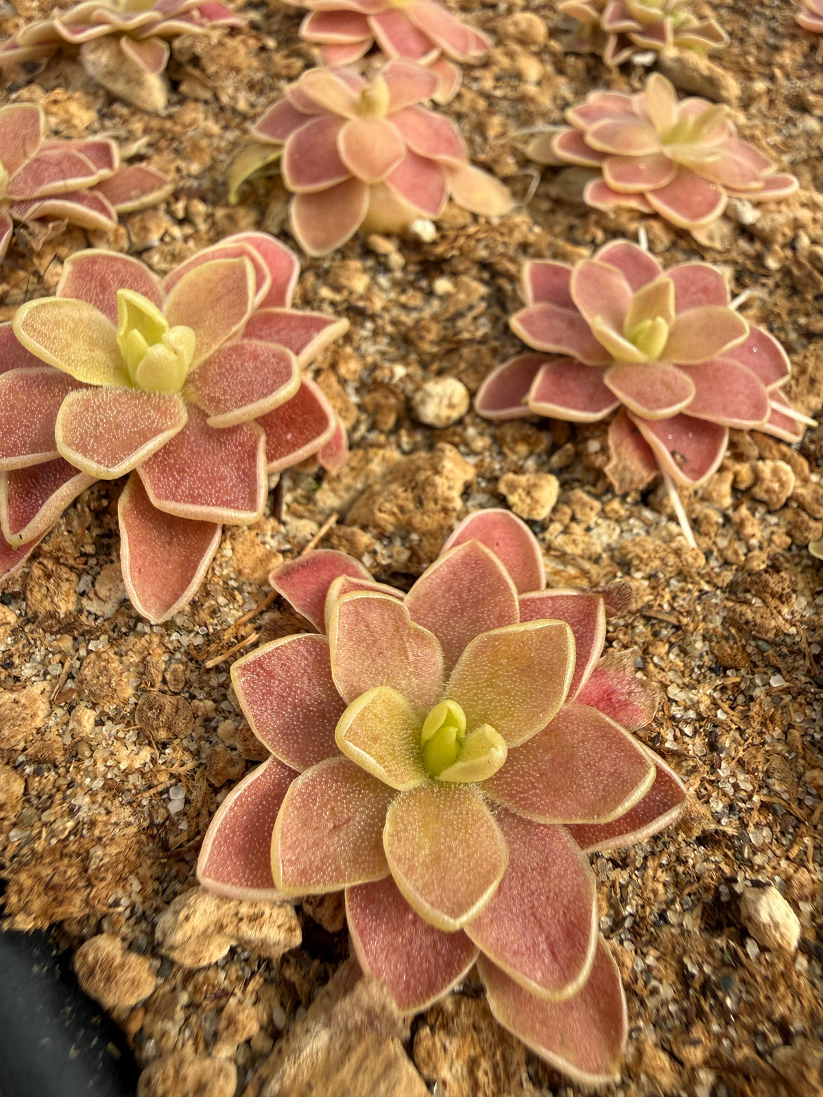 Pinguicula x ‘Scarlett Knight’ BARE ROOT
