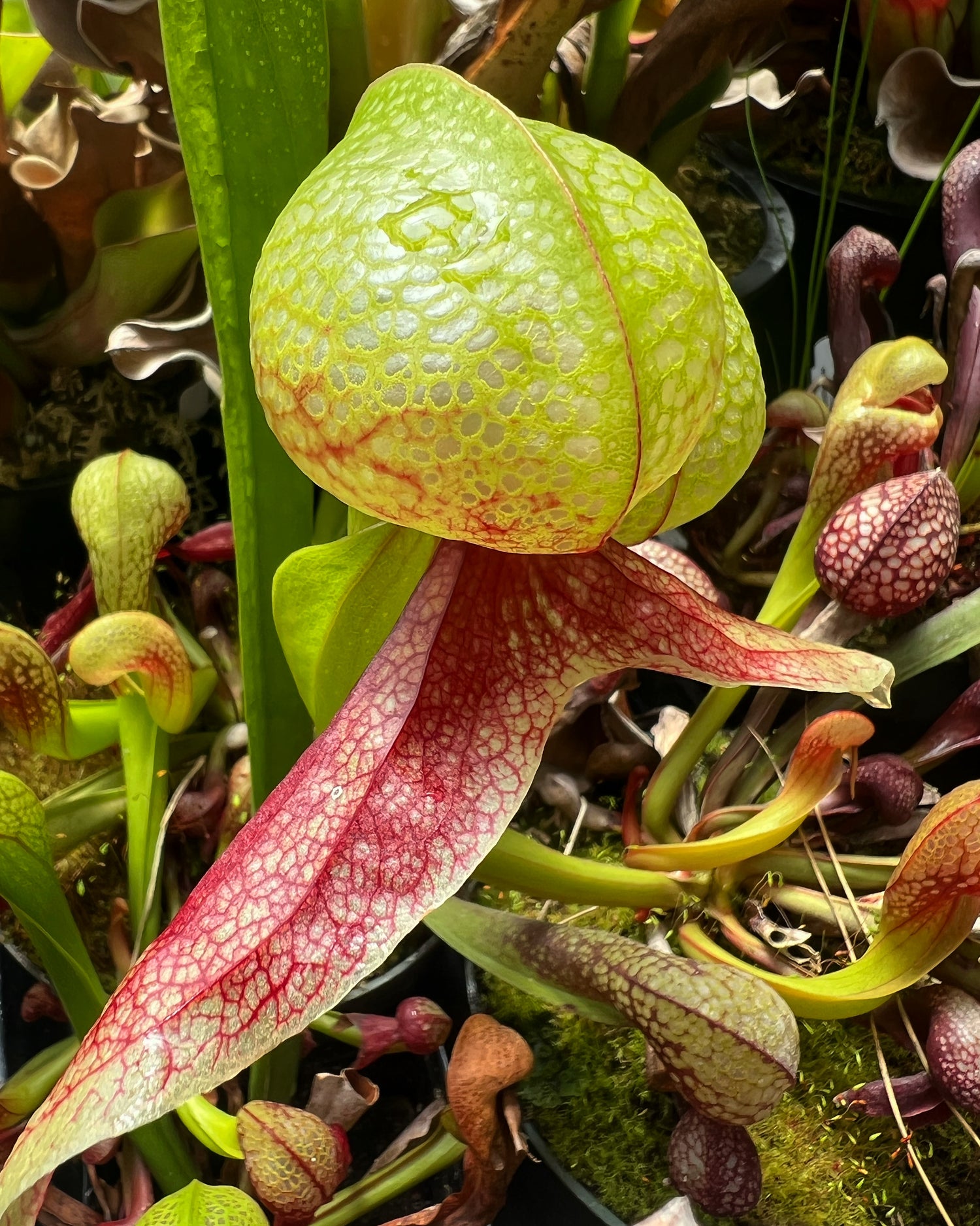 Darlingtonia californica “Vigorous” Potted