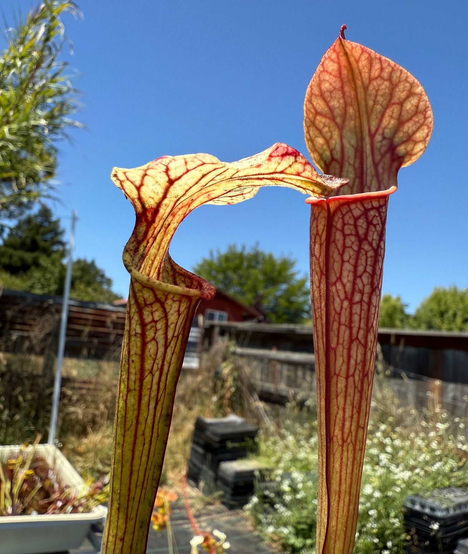 Sarracenia ( x ‘Simone’ ) x ( alata rubrioperculata x flava ) Potted