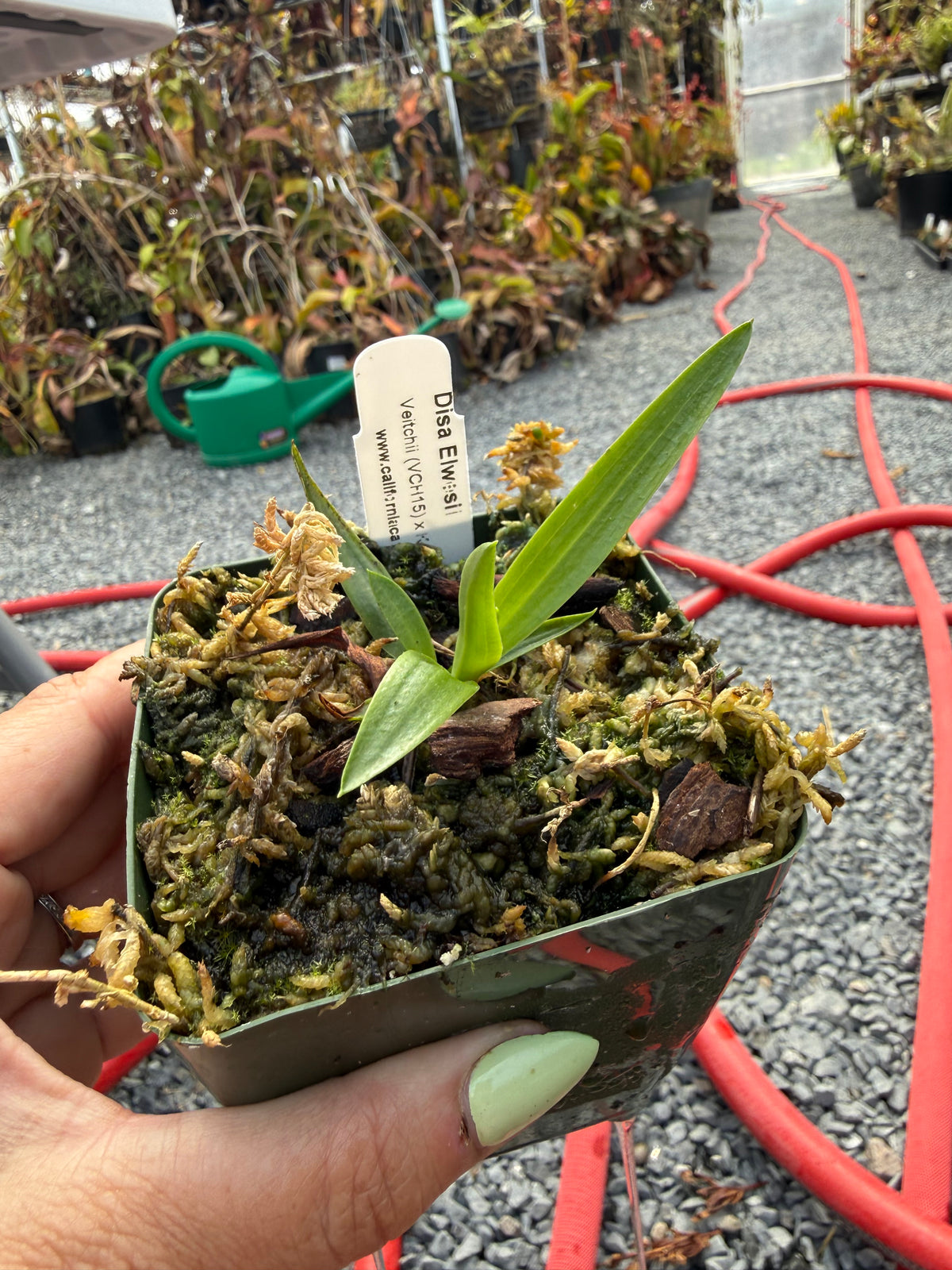 Disa Elwesii Potted
