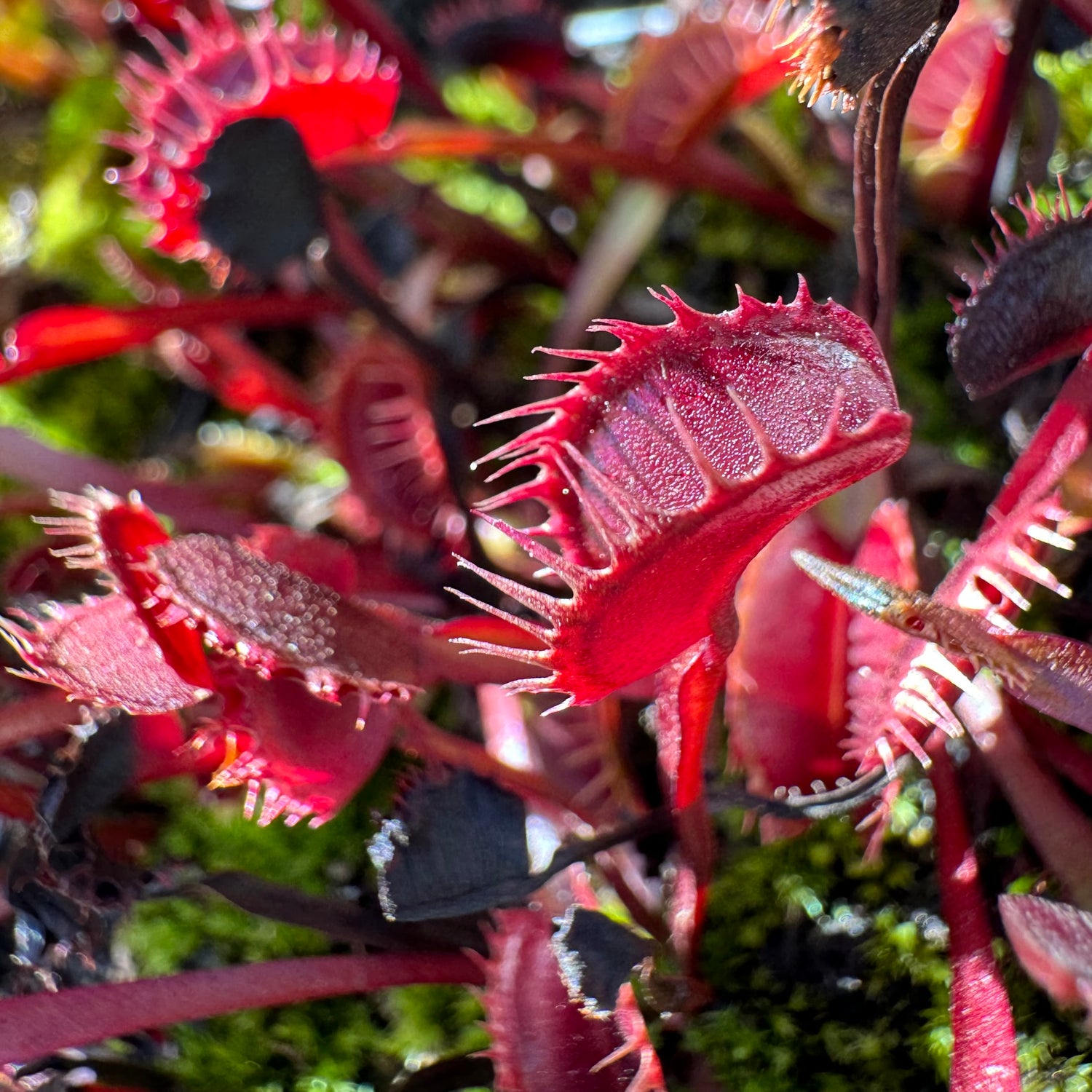 Dionaea m. “All Red Fused Tooth” Potted