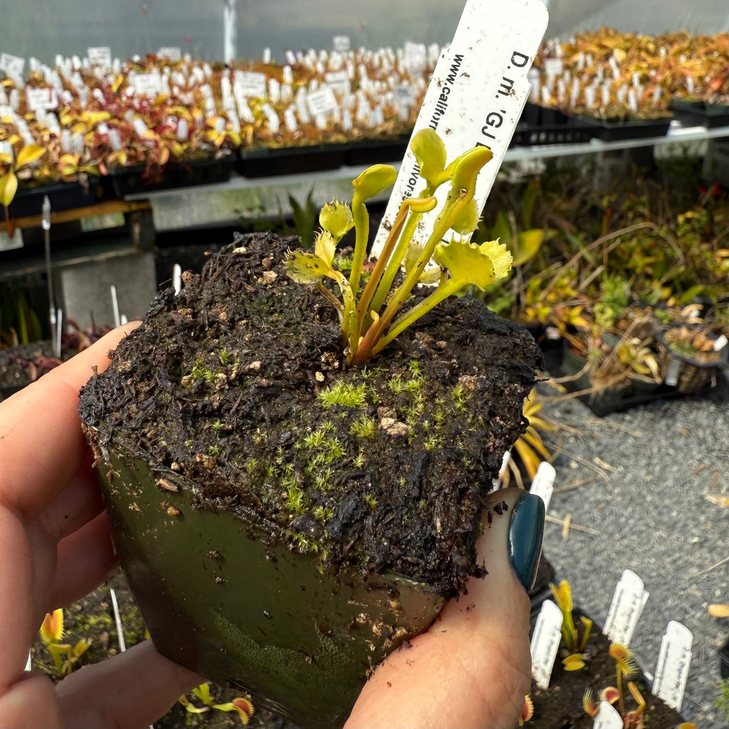 Dionaea m. “GJ Butterfly” JH Potted
