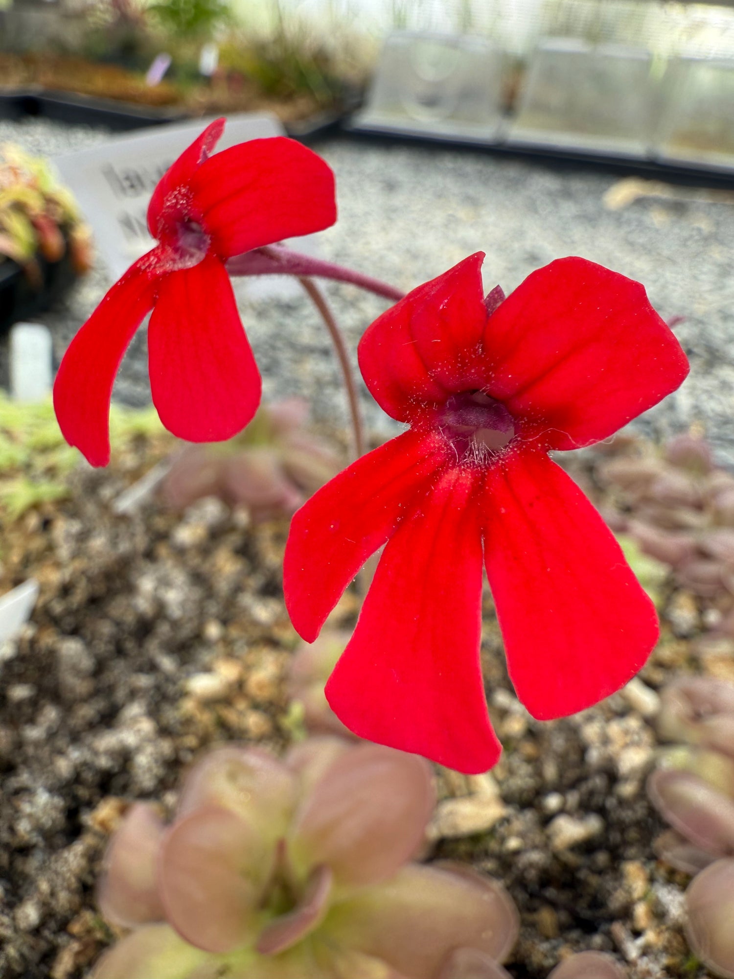 Pinguicula laueana BARE ROOT