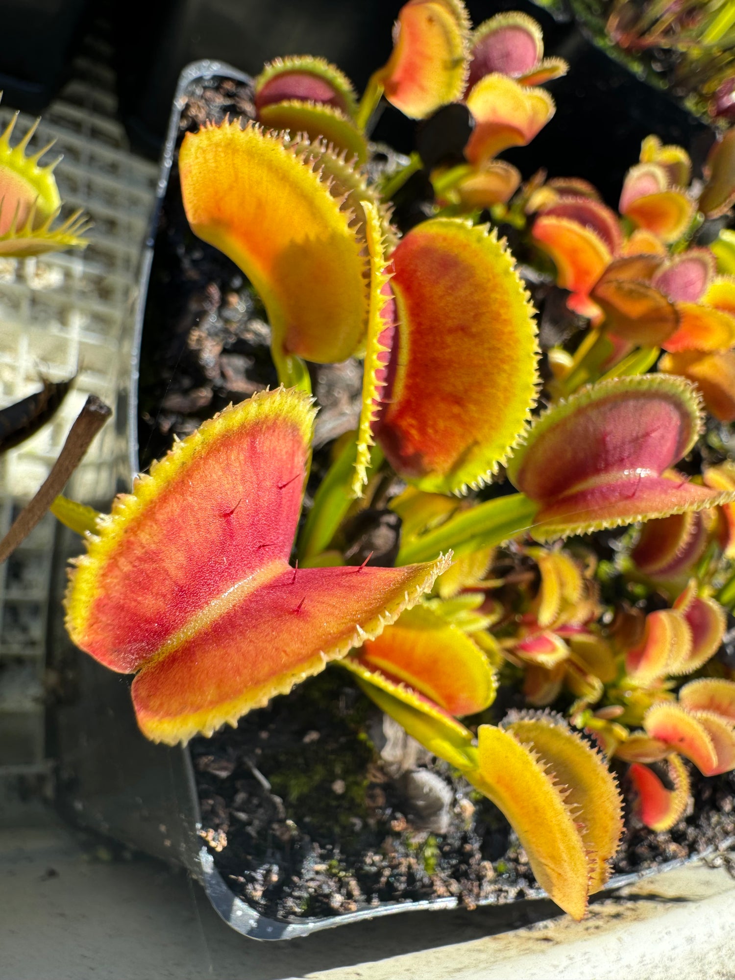 Dionaea m. 'Dentata' Potted