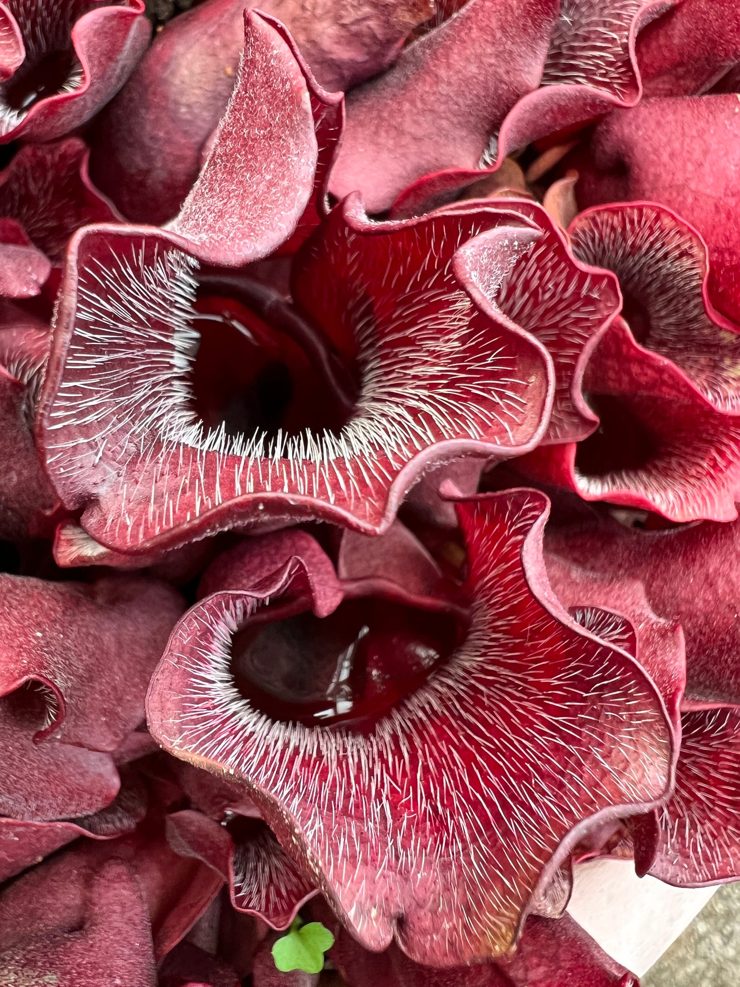 Sarracenia purpurea ssp. venosa Seed-Grown Potted