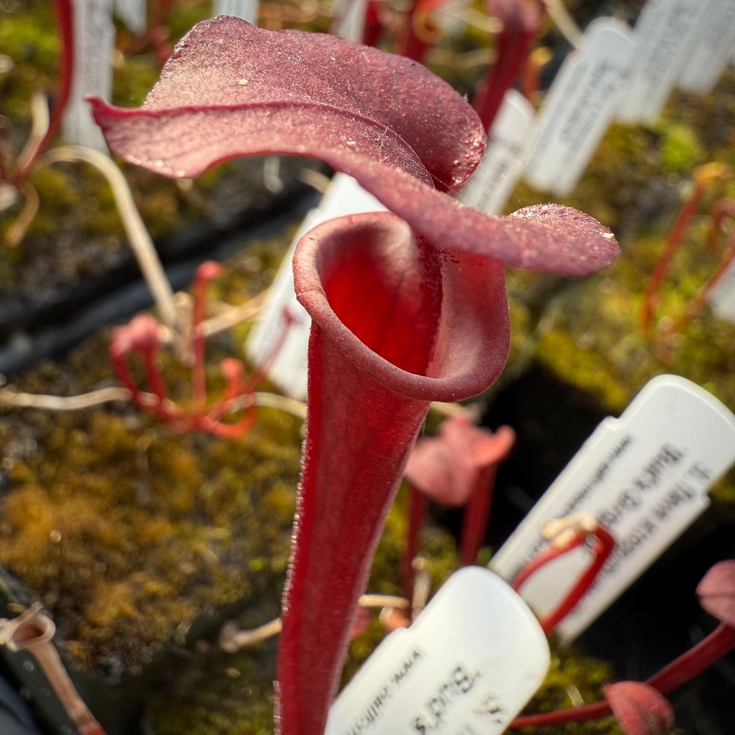 Sarracenia flava var. atropurpurea “Our Darkest” x flava var rugelii ‘Bud’s Gargoyle’ Potted