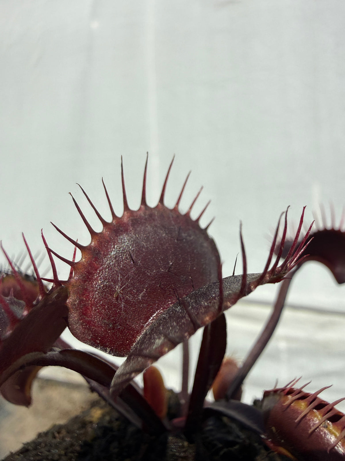 Dionaea m. “Vecna” Potted