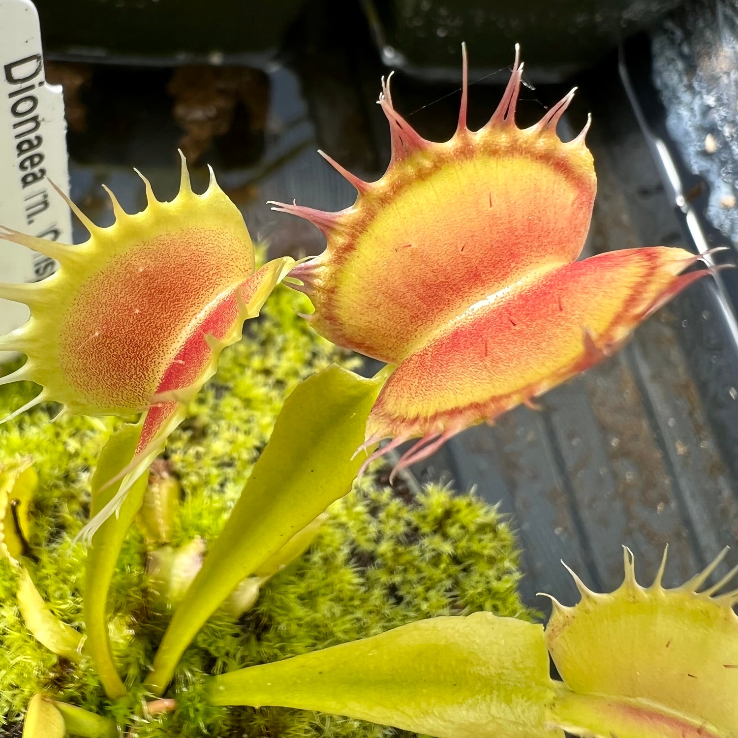 Dionaea m. 'Crispy Sun' Potted
