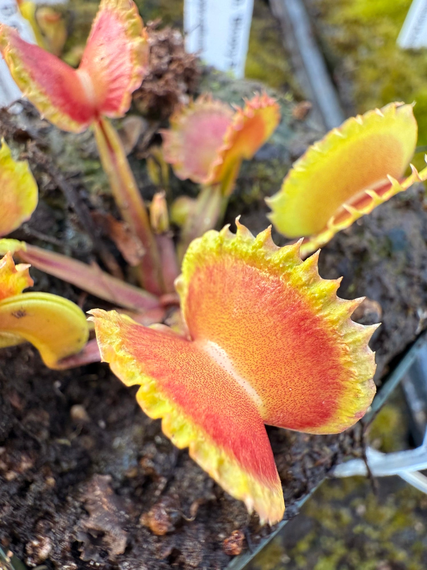 Dionaea m. ‘Eruption’ Potted