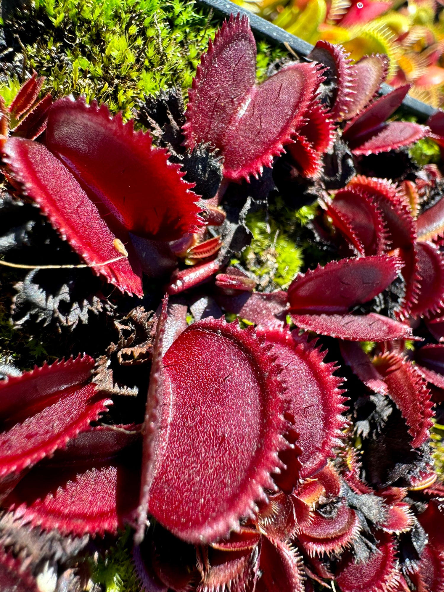 Dionaea m. 'Bohemian Garnet' JH Potted