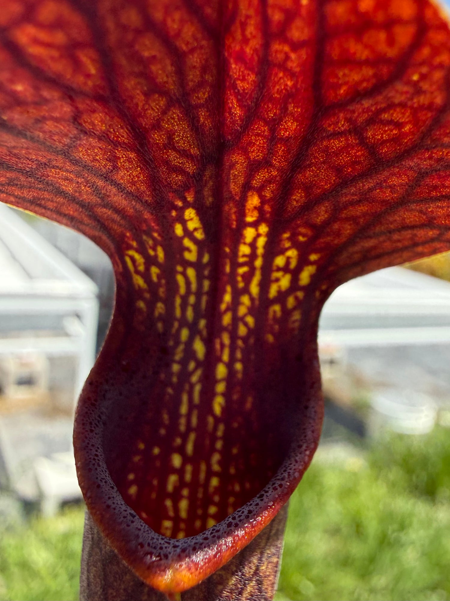Sarracenia alata “Dark Red” DGA4 Potted
