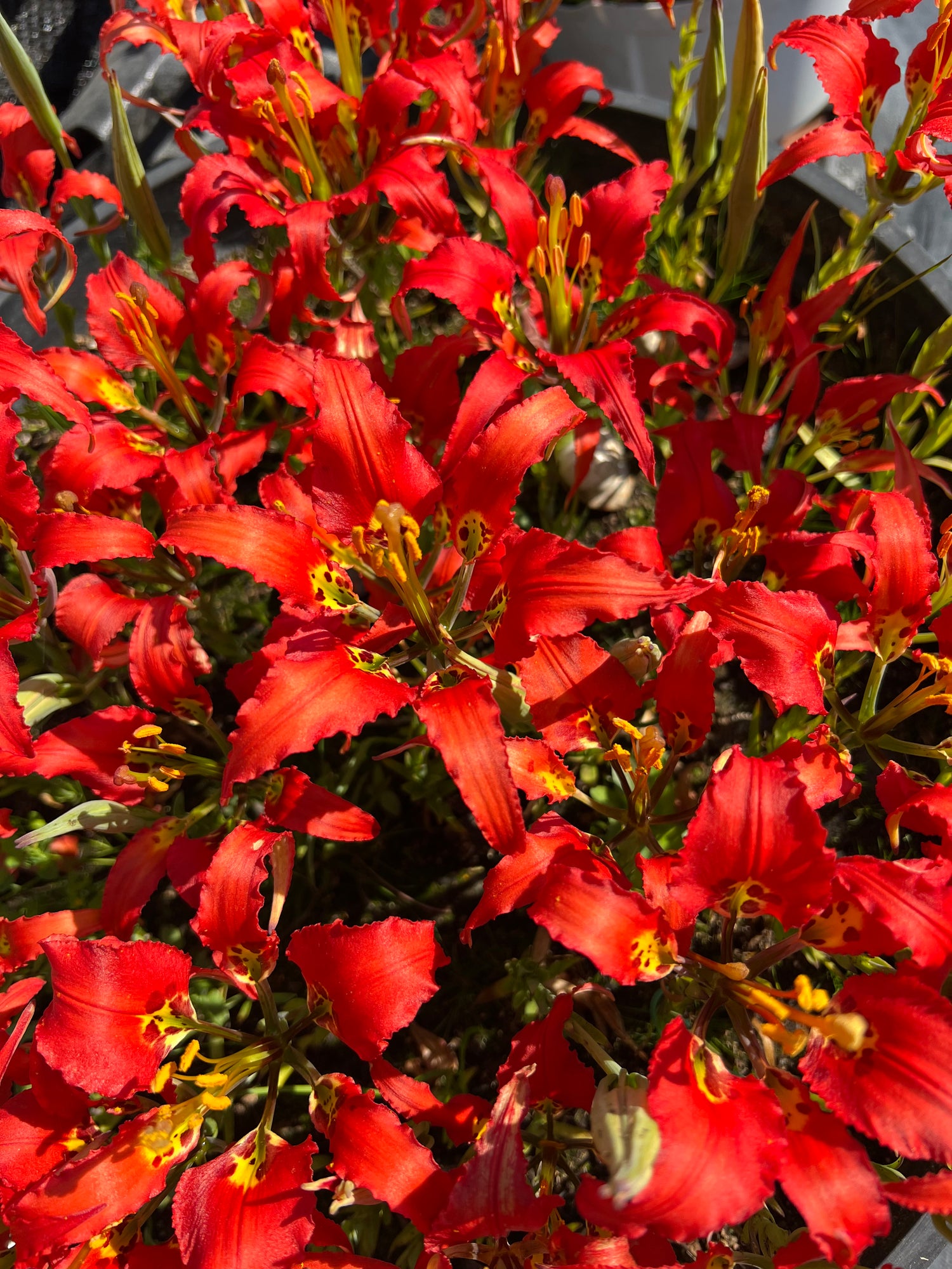 Lilium catesbaei Potted