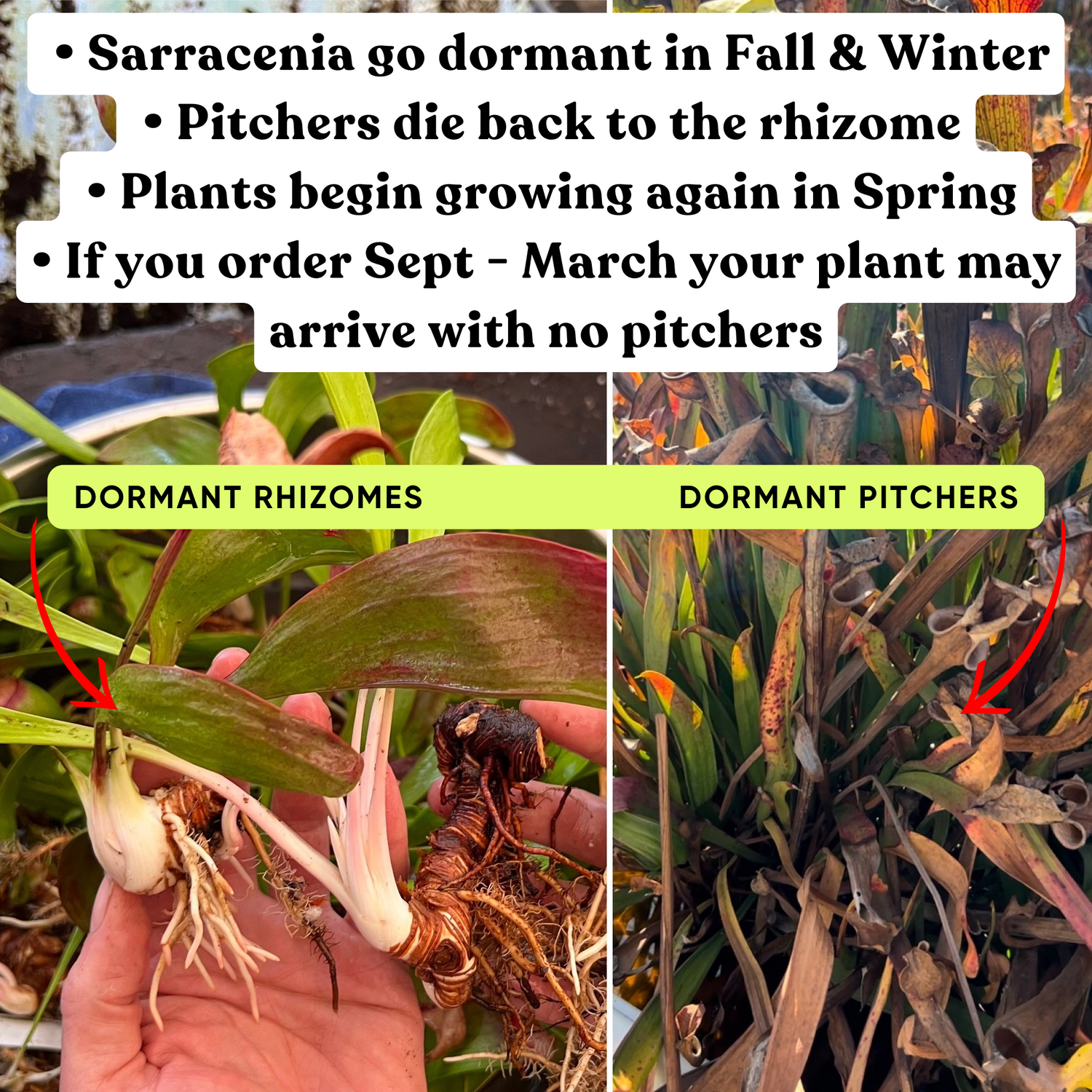 Sarracenia ( x ‘Leo Song’ ) x ( x ‘Camisole’ ) Potted