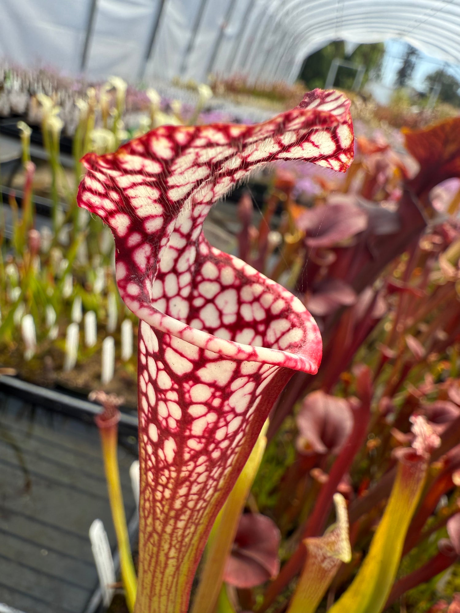 Sarracenia leucophylla "Santa Rosa, Co, FL" Select Clone DGL5 Potted