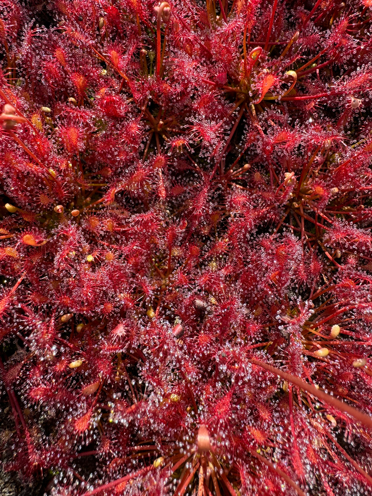 Drosera intermedia x capillaris Potted