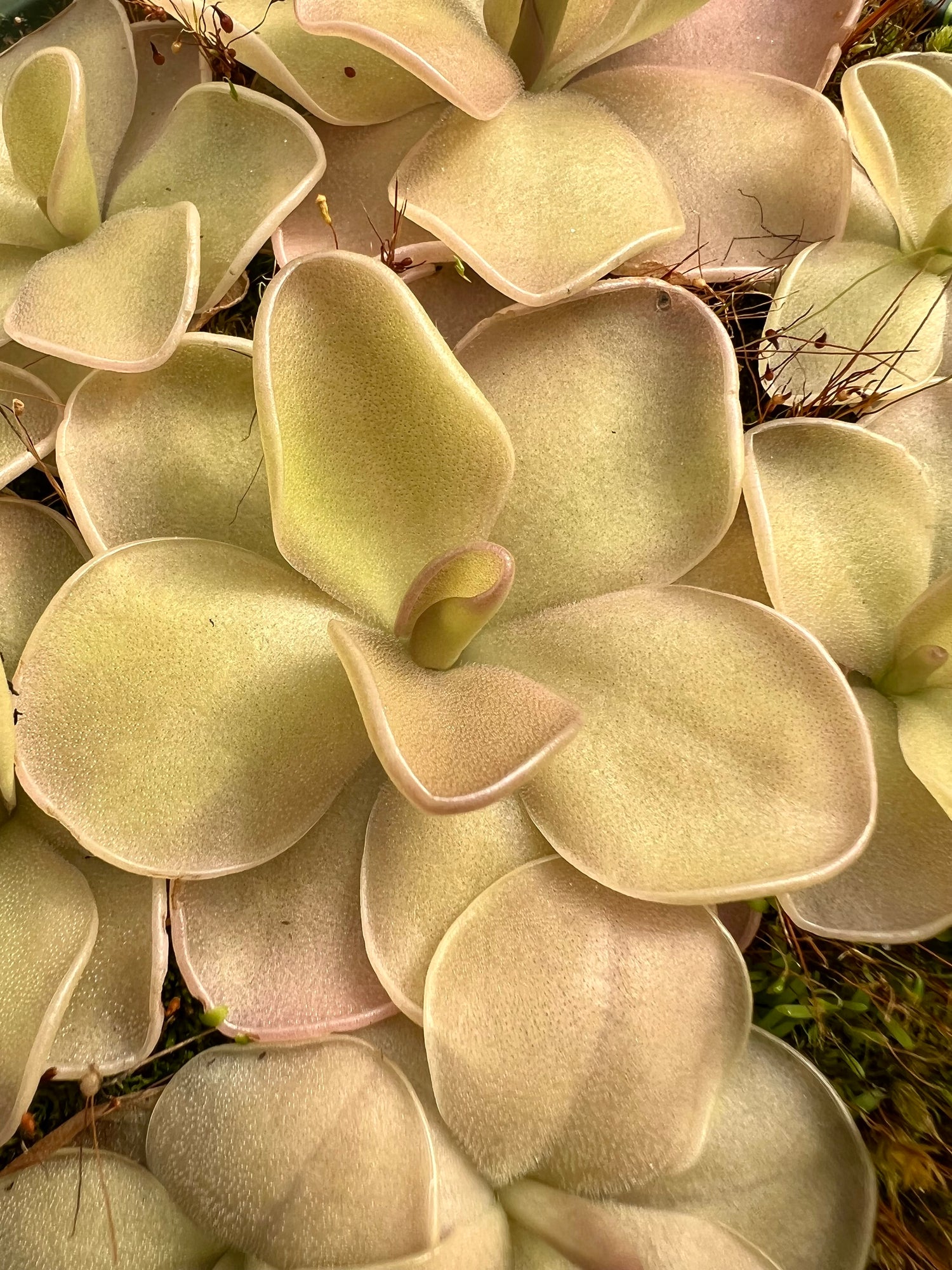 Pinguicula x 'Pirouette' BARE ROOT