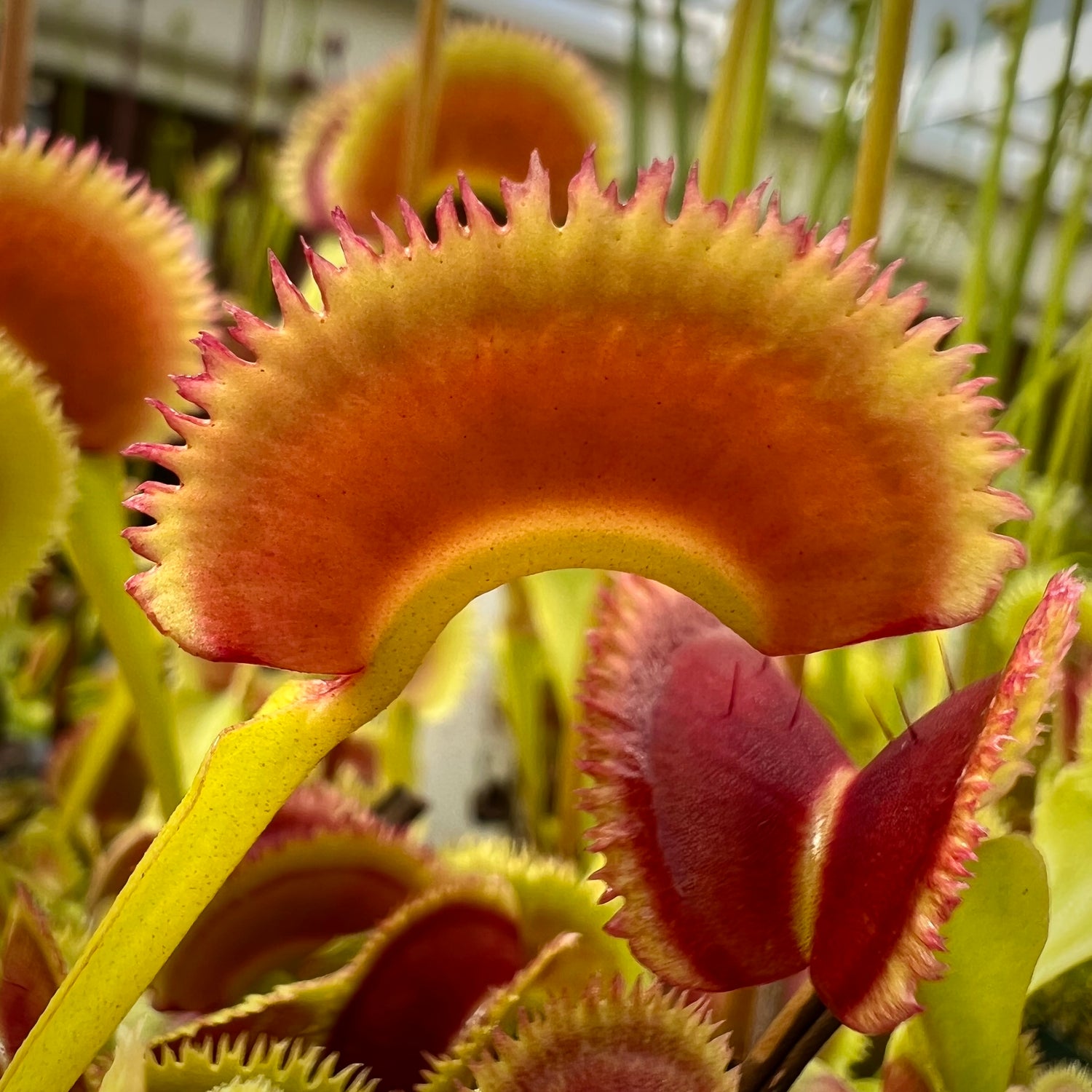 Dionaea m. 'Scarlatine' Potted