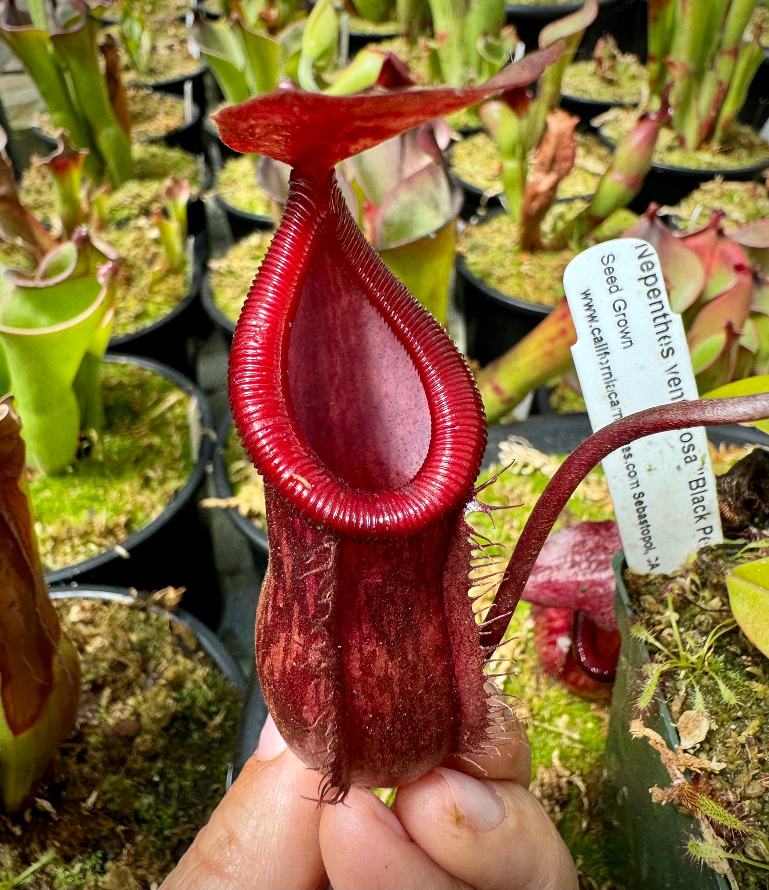 Nepenthes ventricosa “Black Peristome” x pitopangii CalCarn Seed-Grown Potted