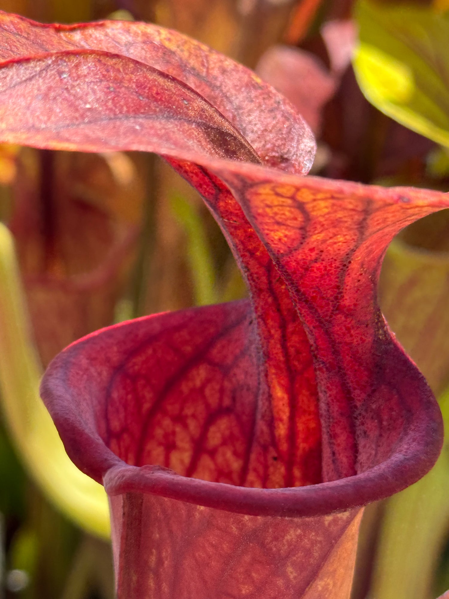 Sarracenia oreophila "UCB x Sand Mountain" x flava var. ornata F-1 DG Potted