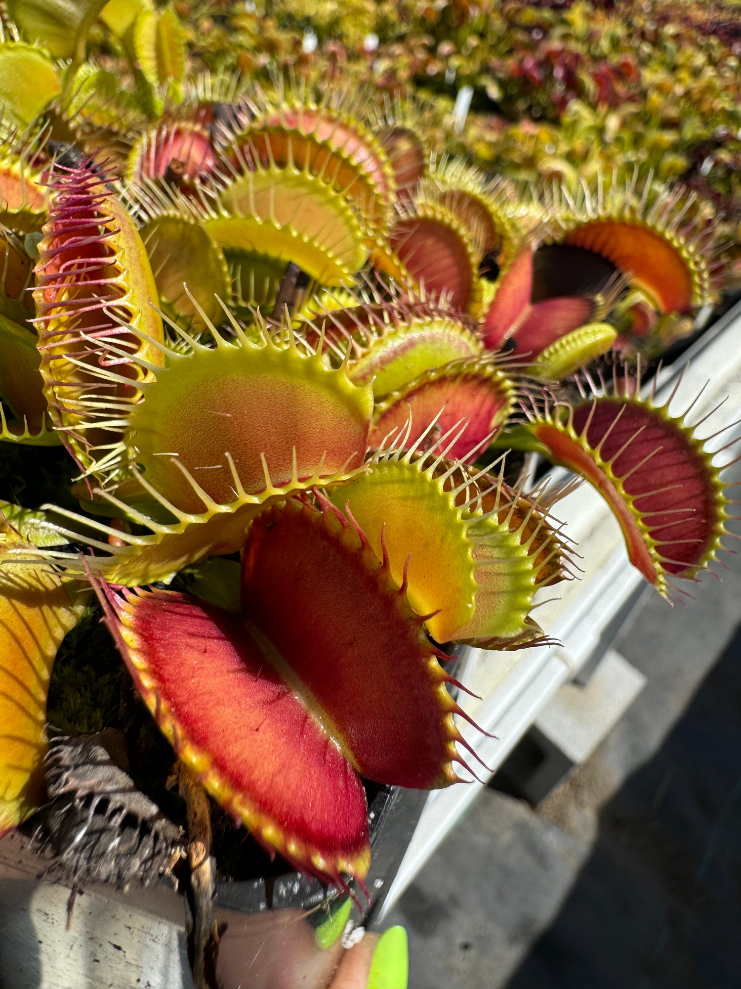 Dionaea m. 'Mega Traps' Potted