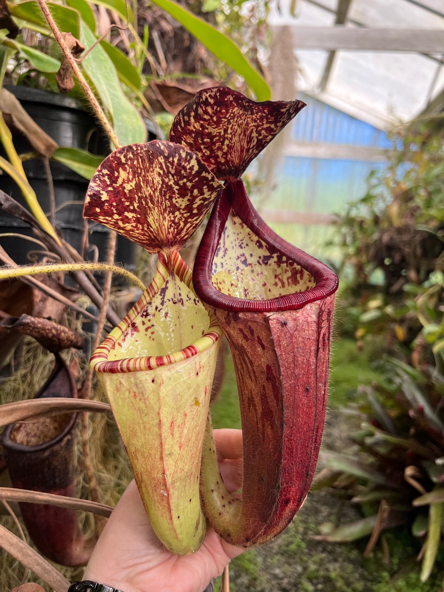 Nepenthes glandulifera Seed-Grown CalCarn Potted