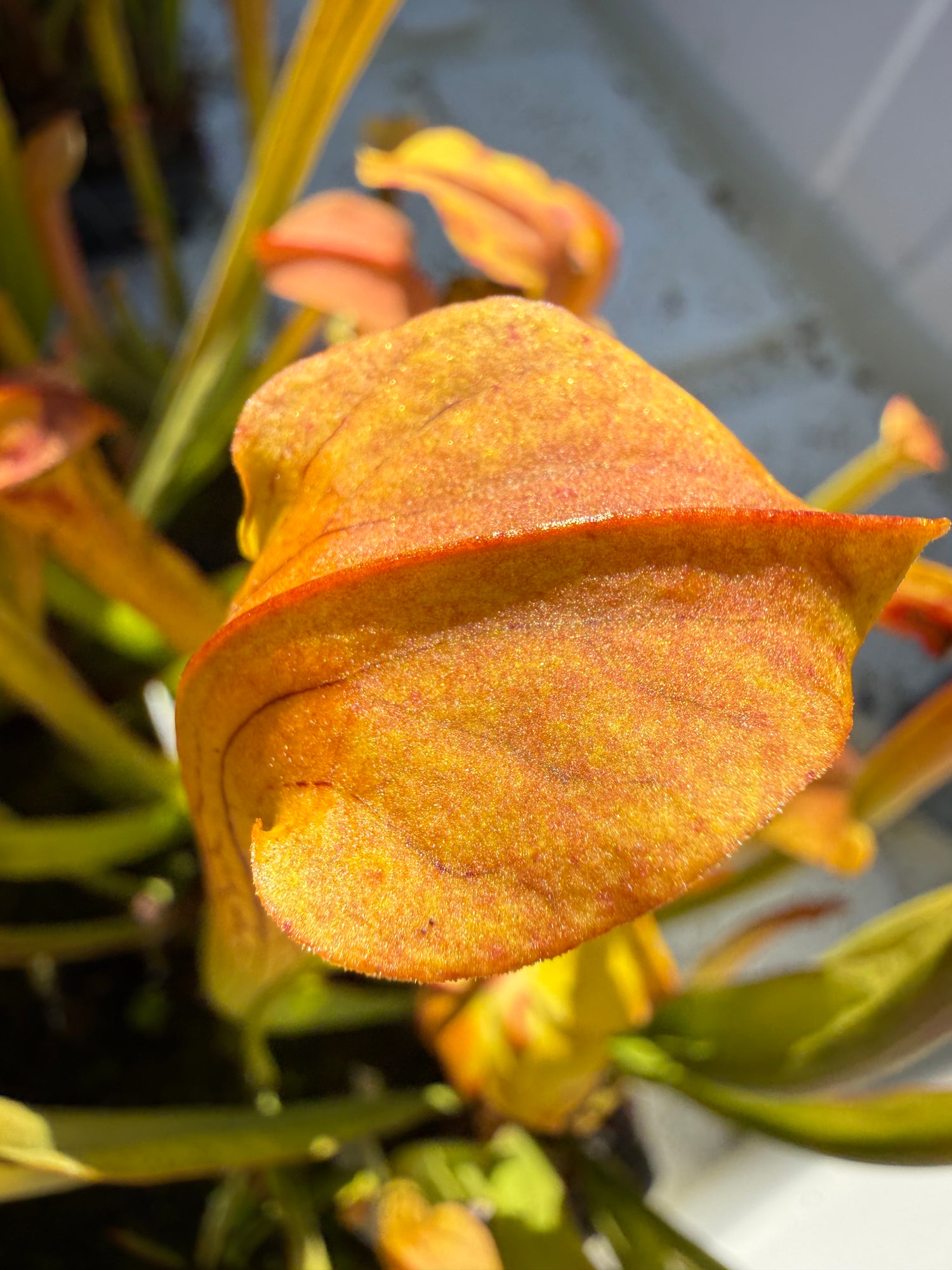 Sarracenia rubra ssp wherryi "Washington Co, Alabama" Potted