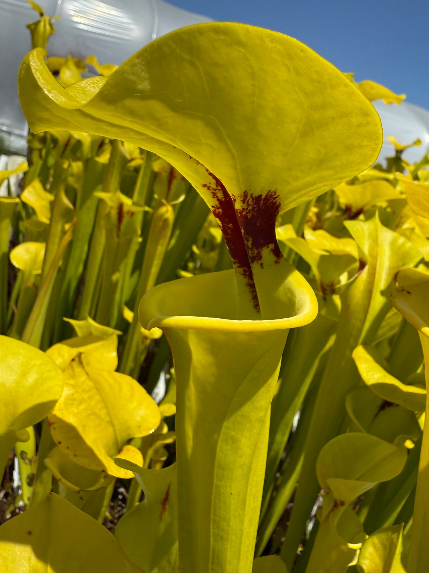 Sarracenia flava v. rugelii “Bay Co, FL” Potted