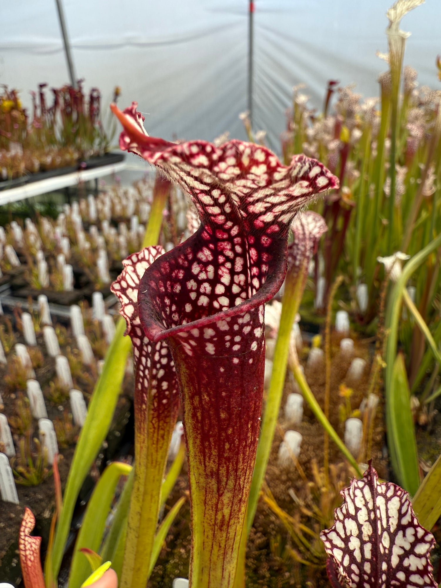 Sarracenia leucophylla "from Bob Hanrahan" DGL24 Potted