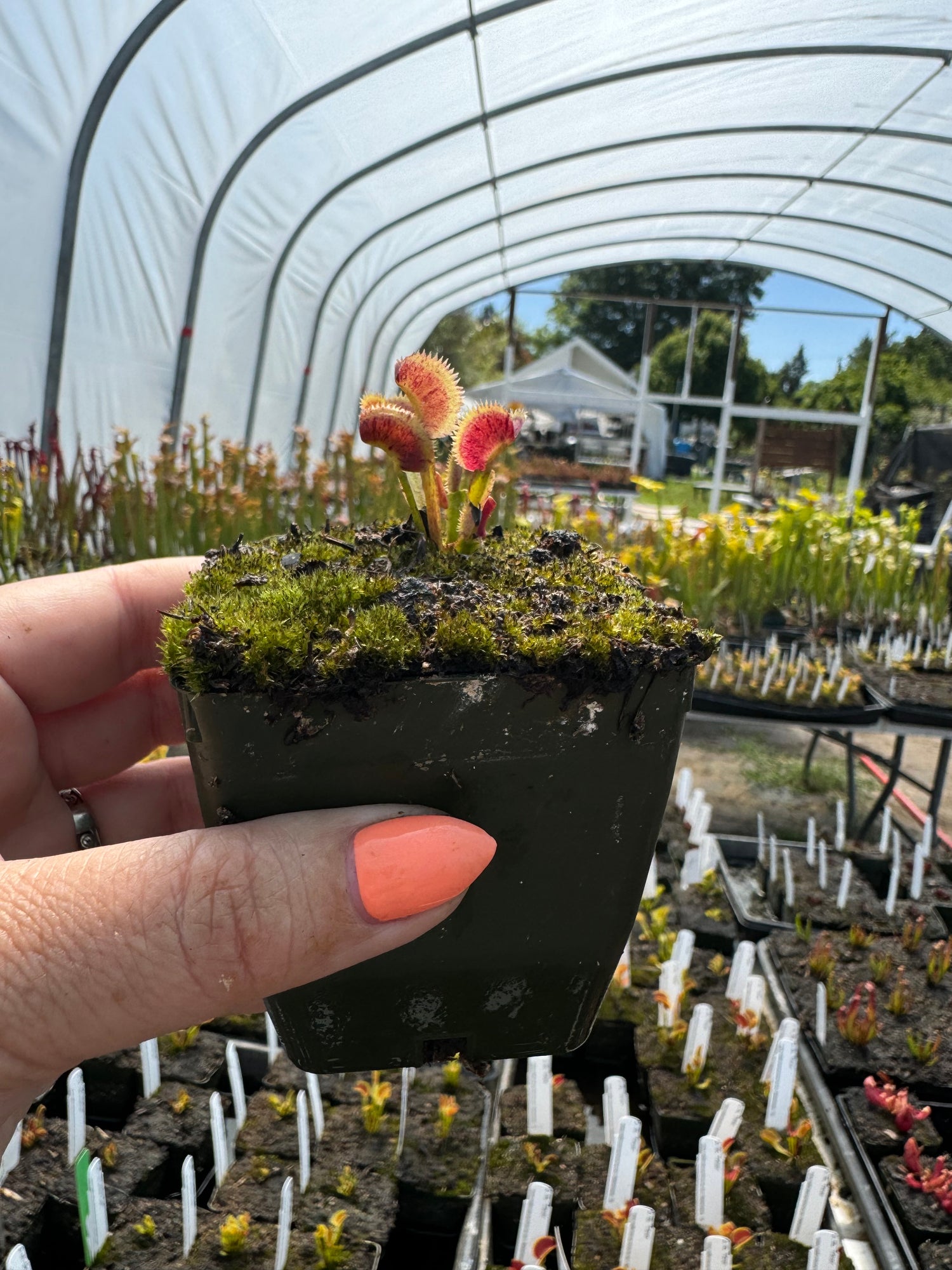 Dionaea m. 'Scarlatine' Potted