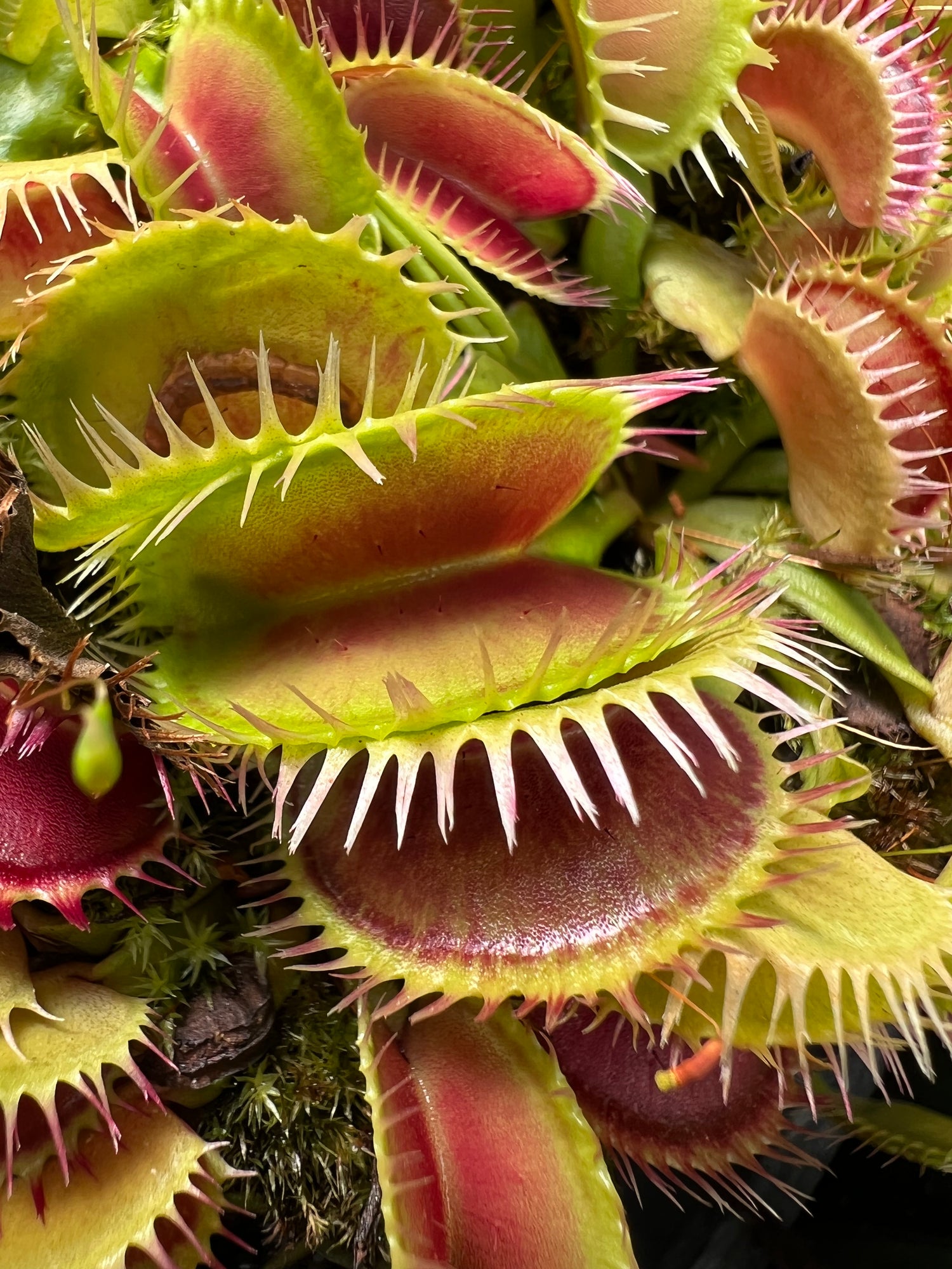 Dionaea m. 'Louchapates' Potted