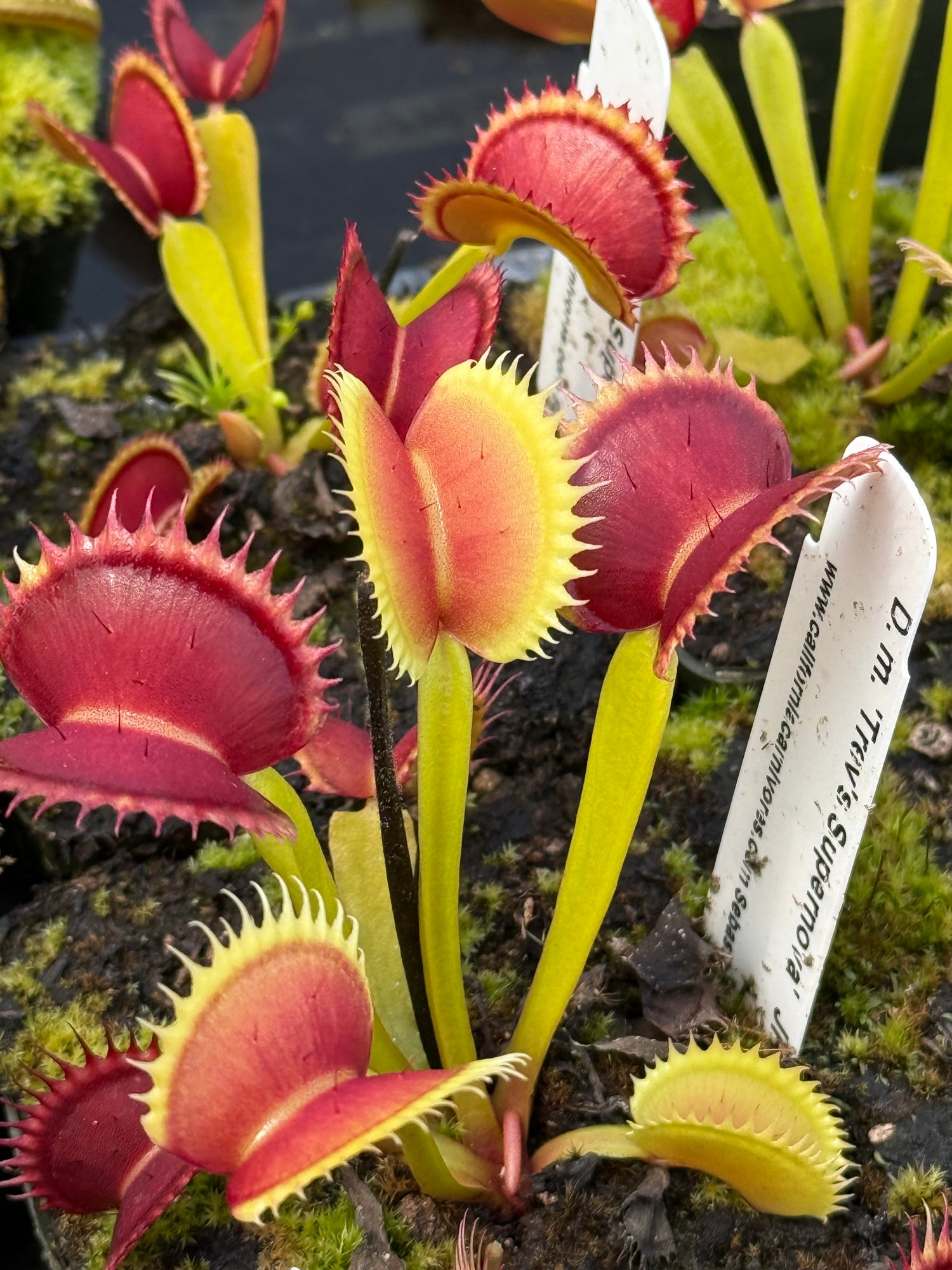 Dionaea m. ‘Trev’s Supernova' JH Potted