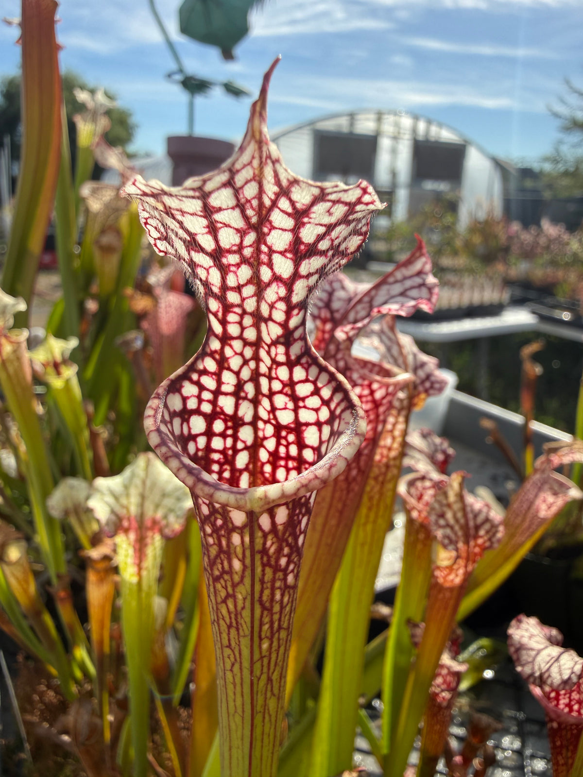 Sarracenia leucophylla ‘S161’ x moorei ‘Atlas 5’ Potted