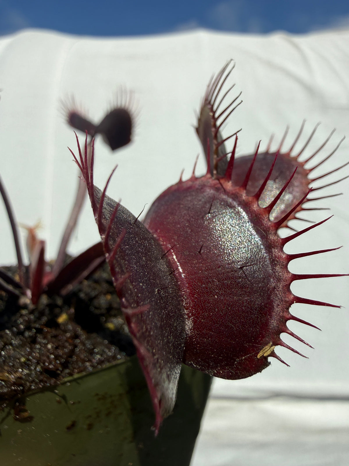 Dionaea m. “Vecna” Potted