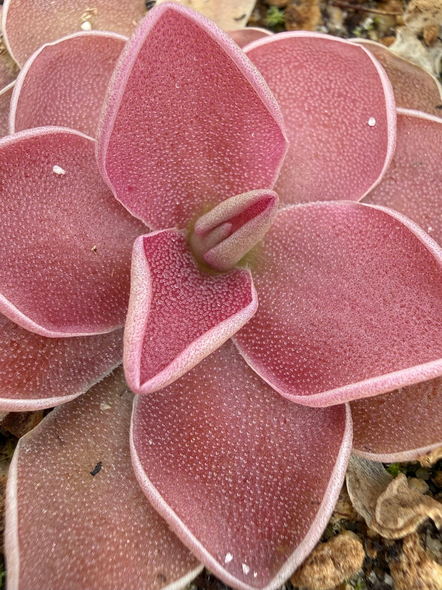 Pinguicula ‘PE Formosa’ BARE ROOT