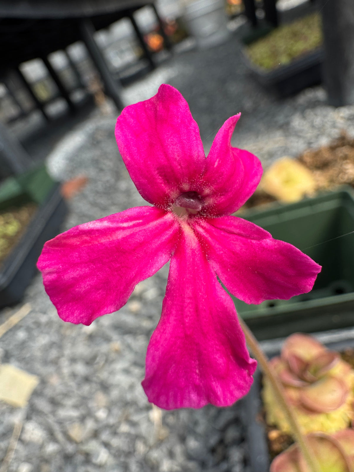Pinguicula x “Pink Eye” BARE ROOT