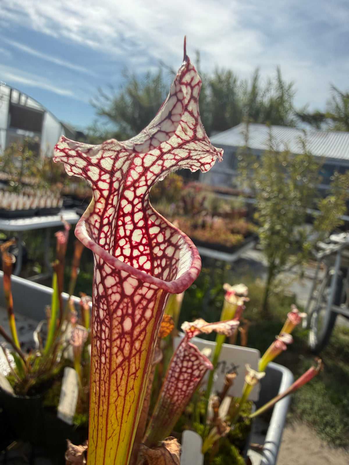 Sarracenia leucophylla ‘S161’ x moorei ‘Atlas 5’ Potted
