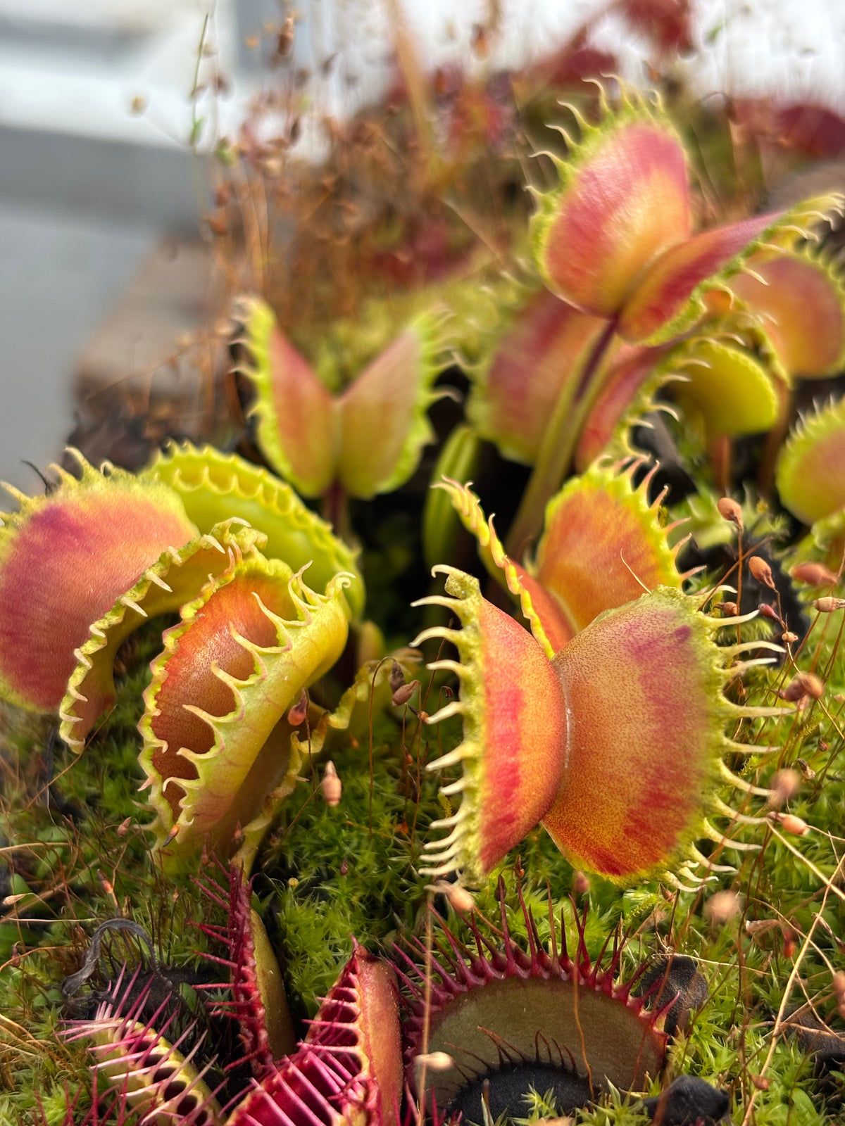 Dionaea m. “Queen of the Damned” Potted