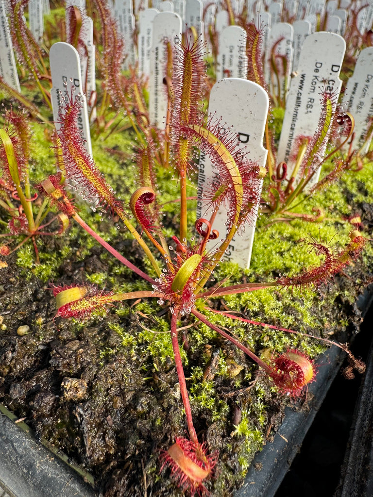 Cape Sundews (Drosera capensis) – California Carnivores