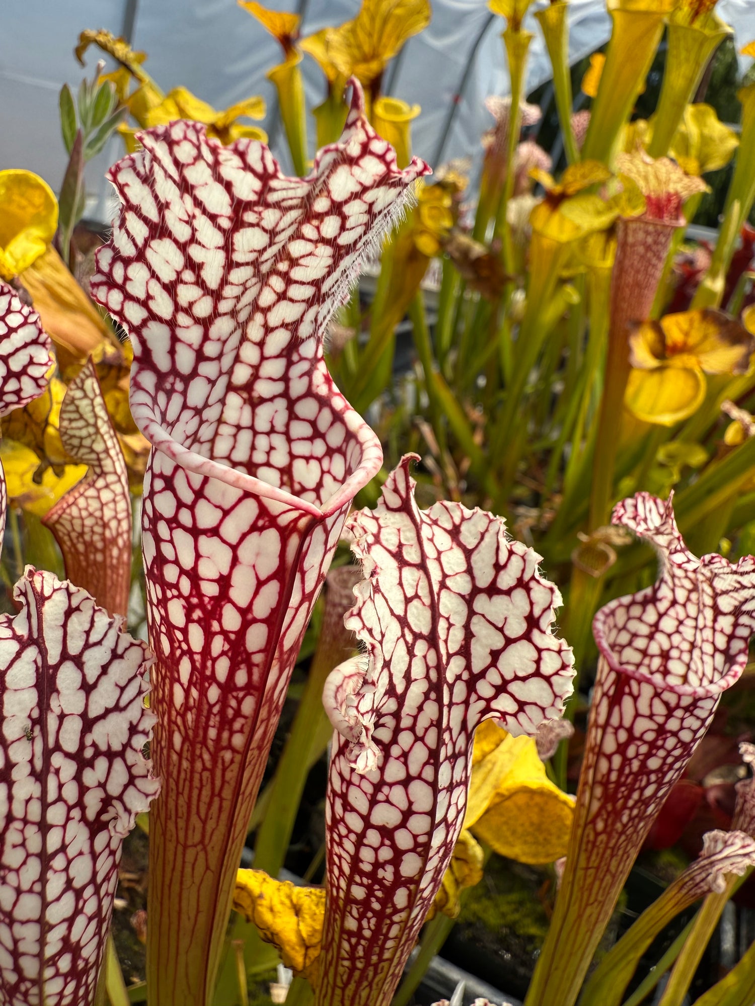 Sarracenia leucophylla "Last Site, Sumter Co, GA" Clone A Potted