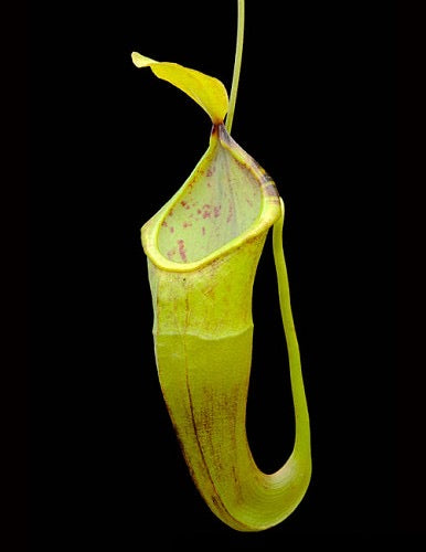 Nepenthes inermis x bongso Potted