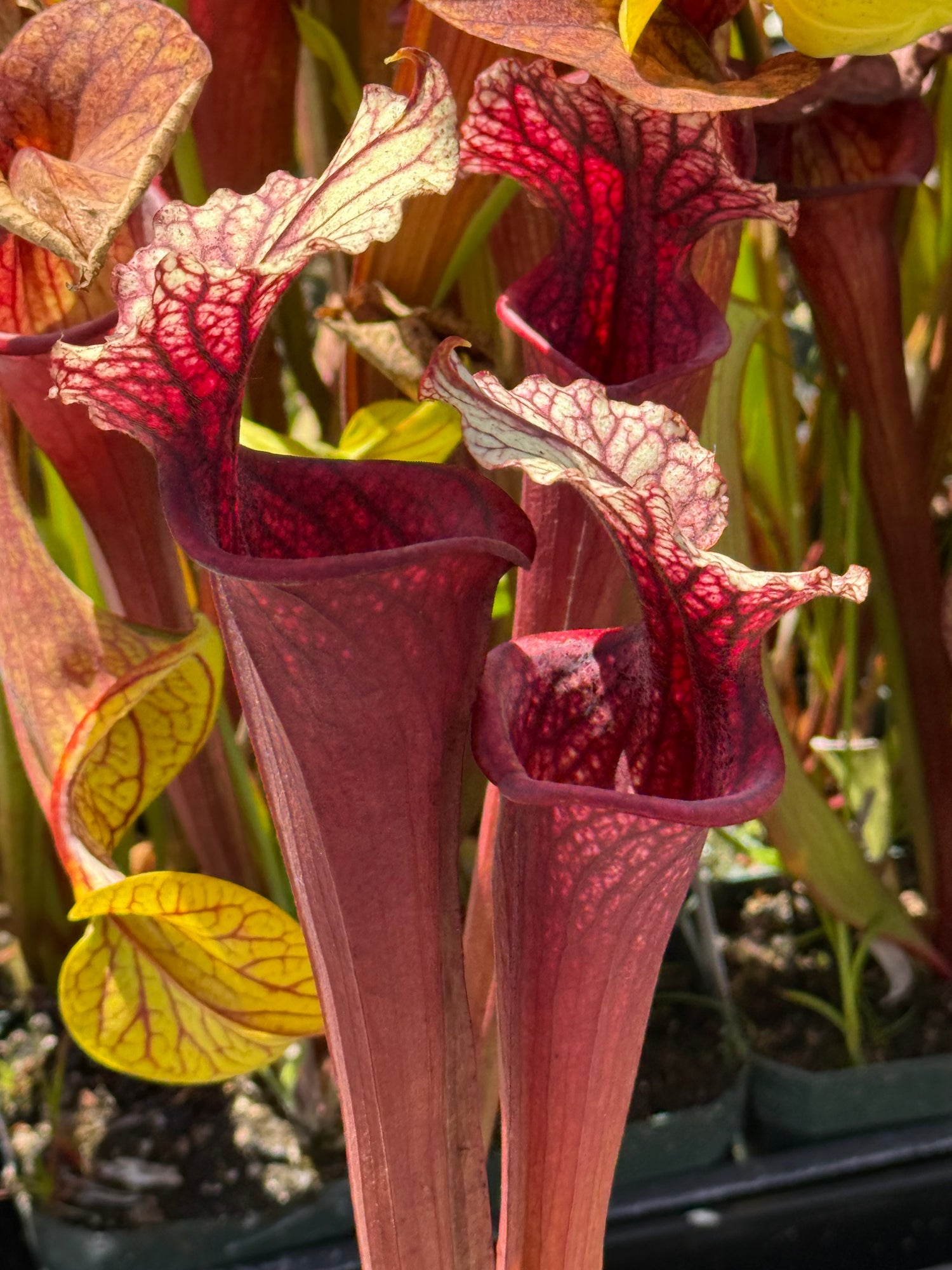 Sarracenia x moorei “MPF-1" DG Potted