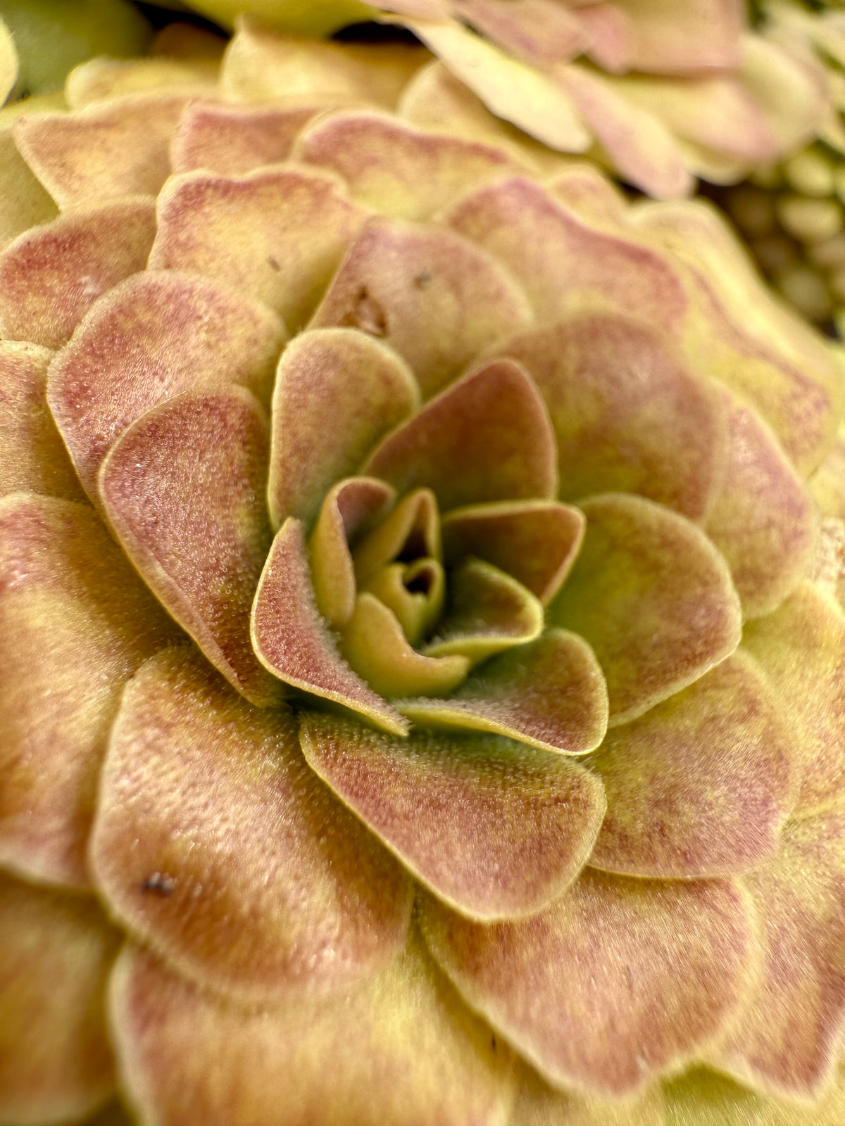 Pinguicula x “Pink Eye” BARE ROOT