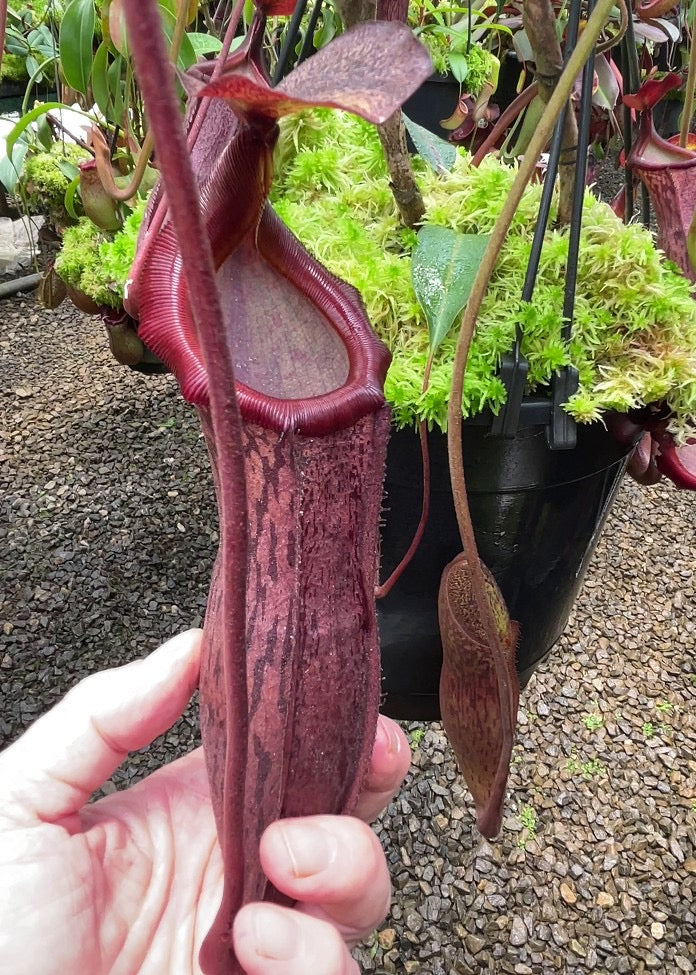 Nepenthes boschiana x mira Potted