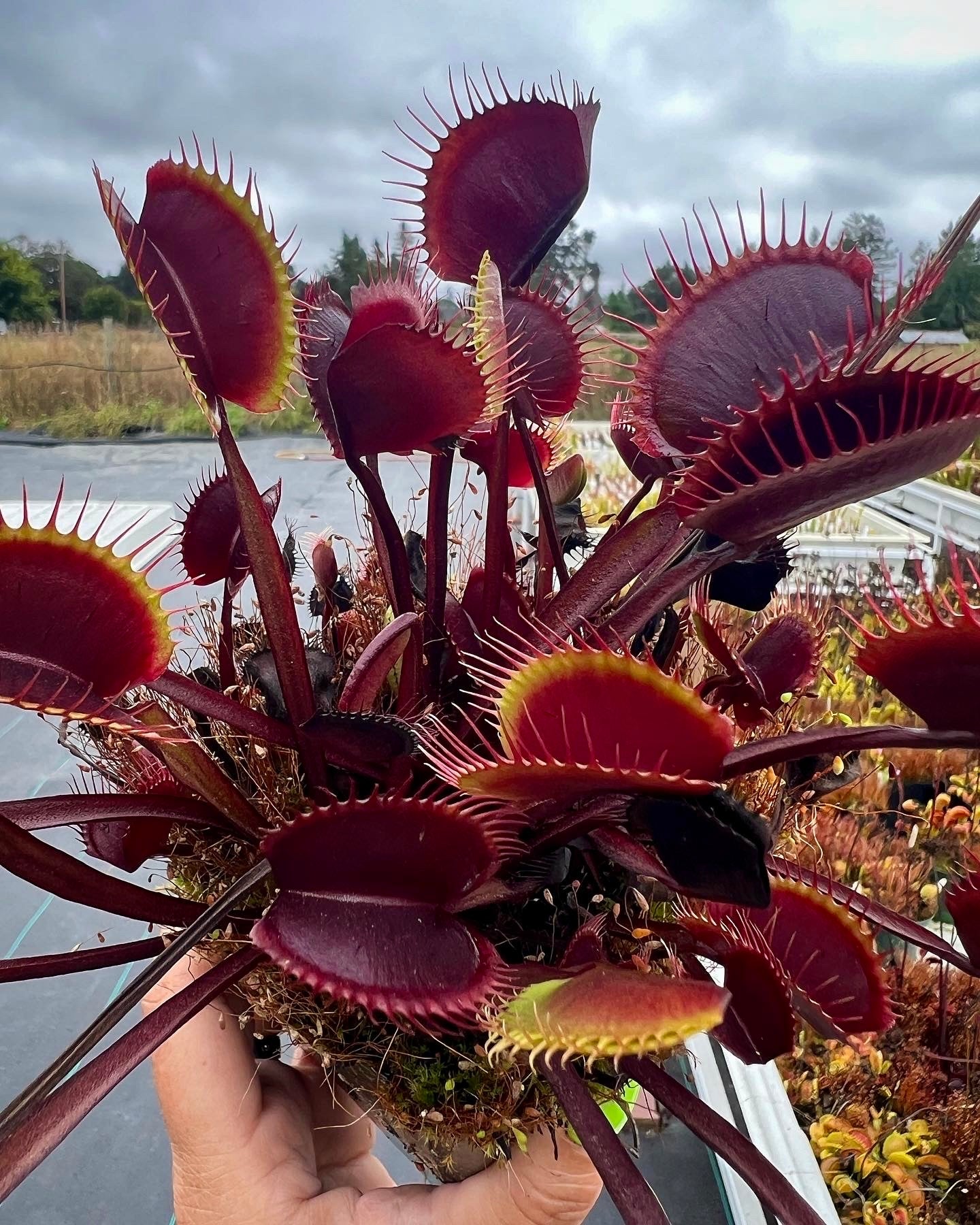 Dionaea m. 'Red Dragon' Potted