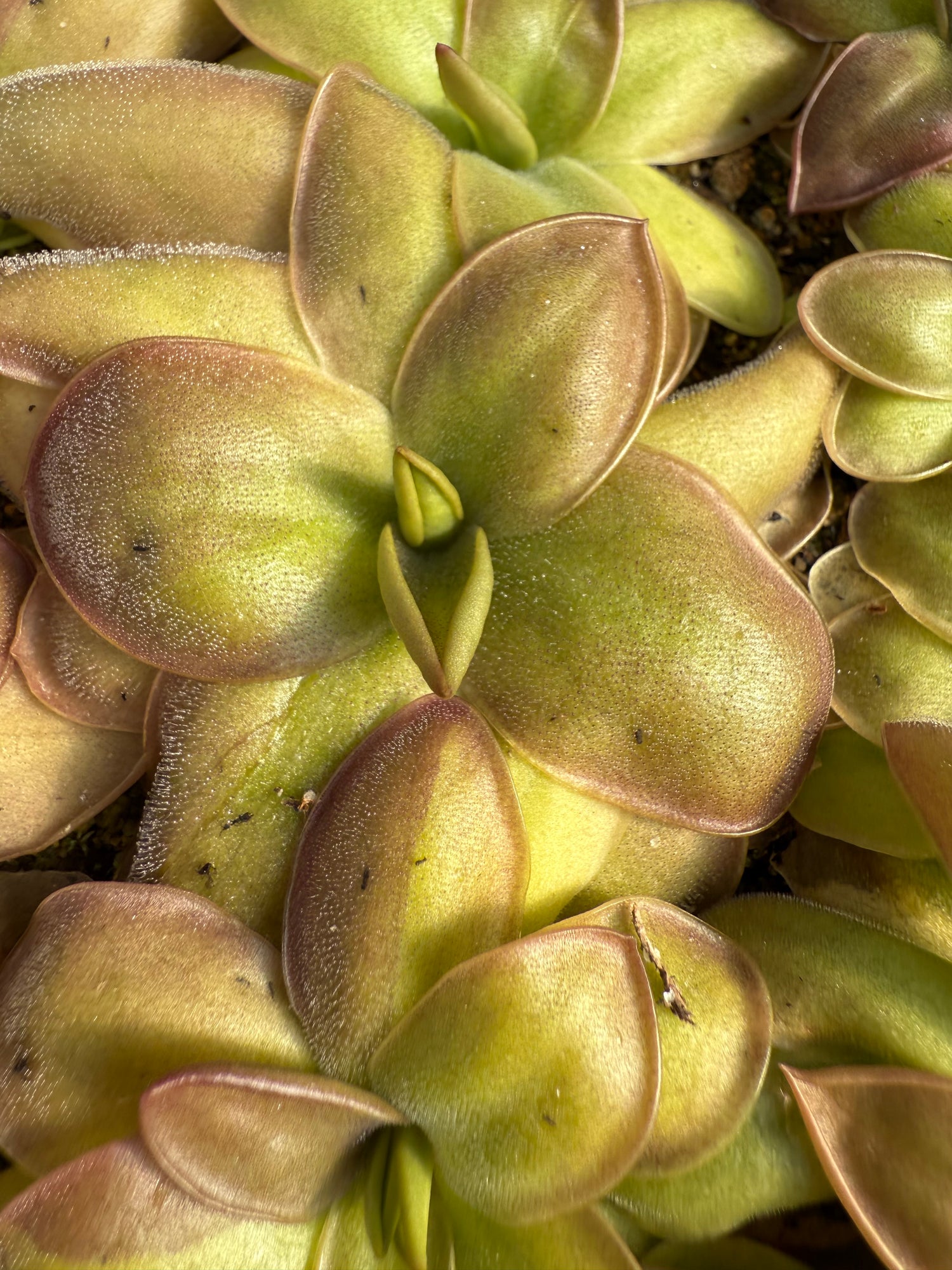 Pinguicula x “Sprawler” BARE ROOT